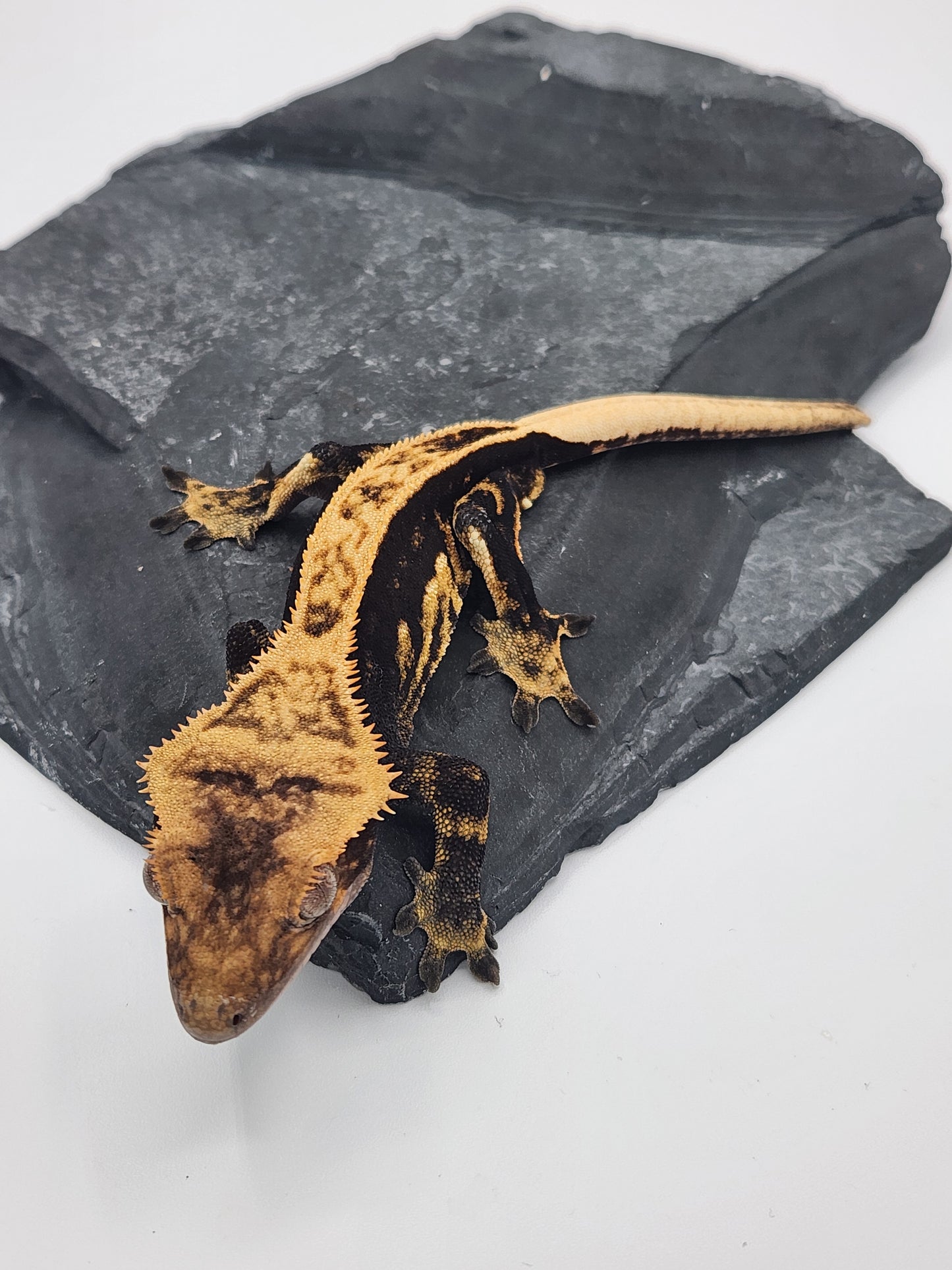 Crested Gecko - Male DOB 07-25-23 (Lightyear x Saturn)