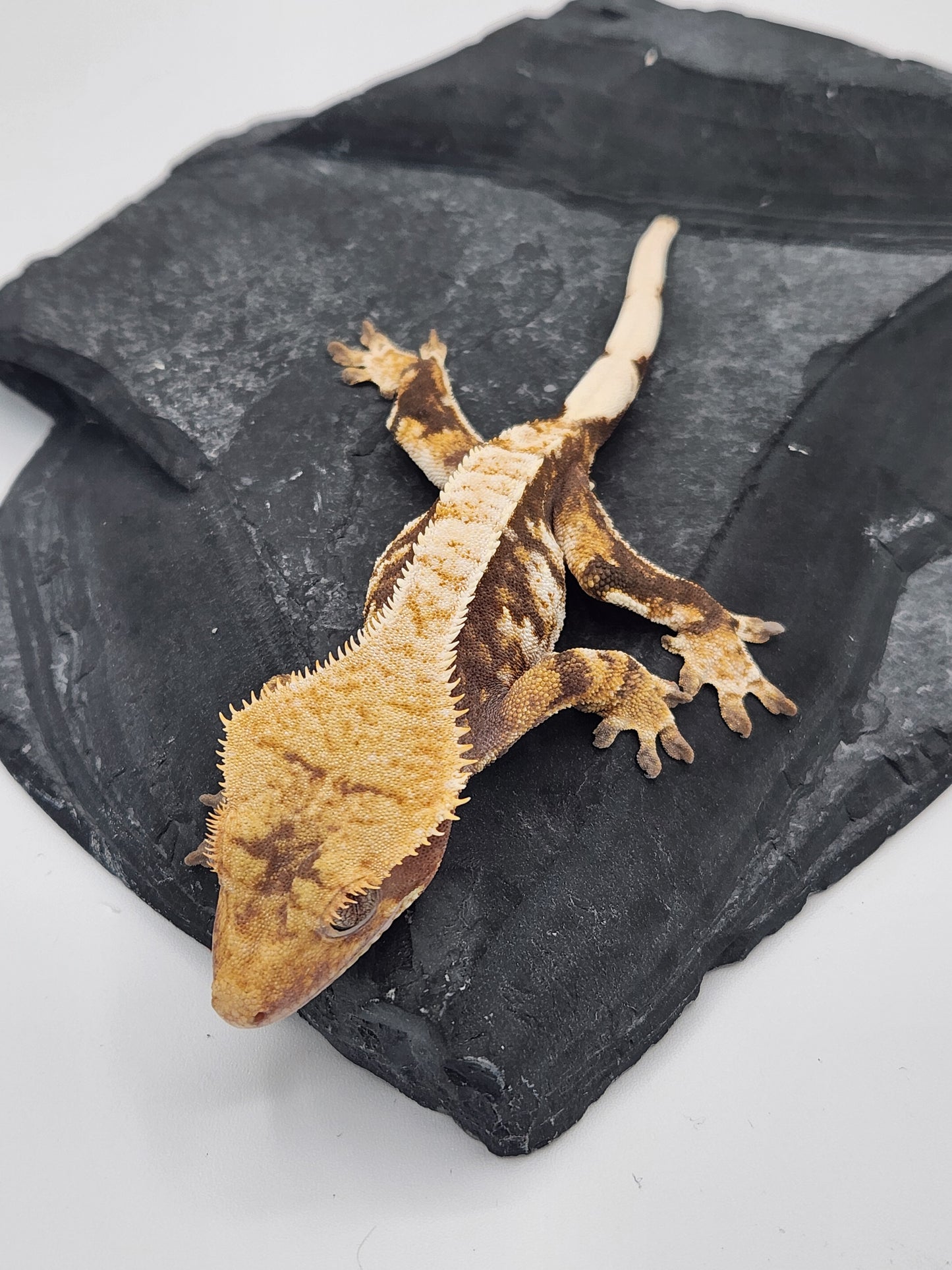 Crested Gecko - Female DOB 10-13-22 (Starmunch x Brock)