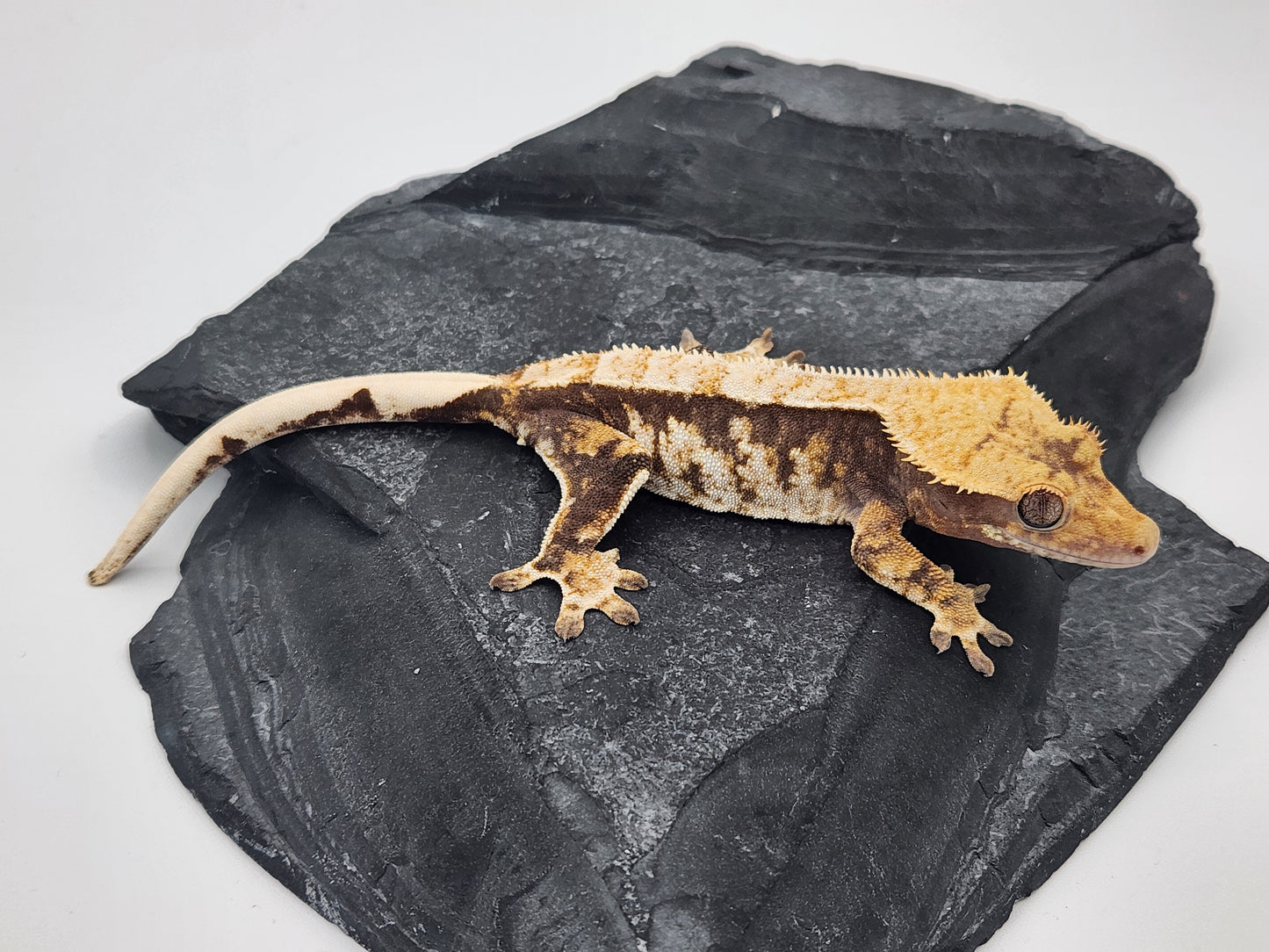 Crested Gecko - Female DOB 10-13-22 (Starmunch x Brock)