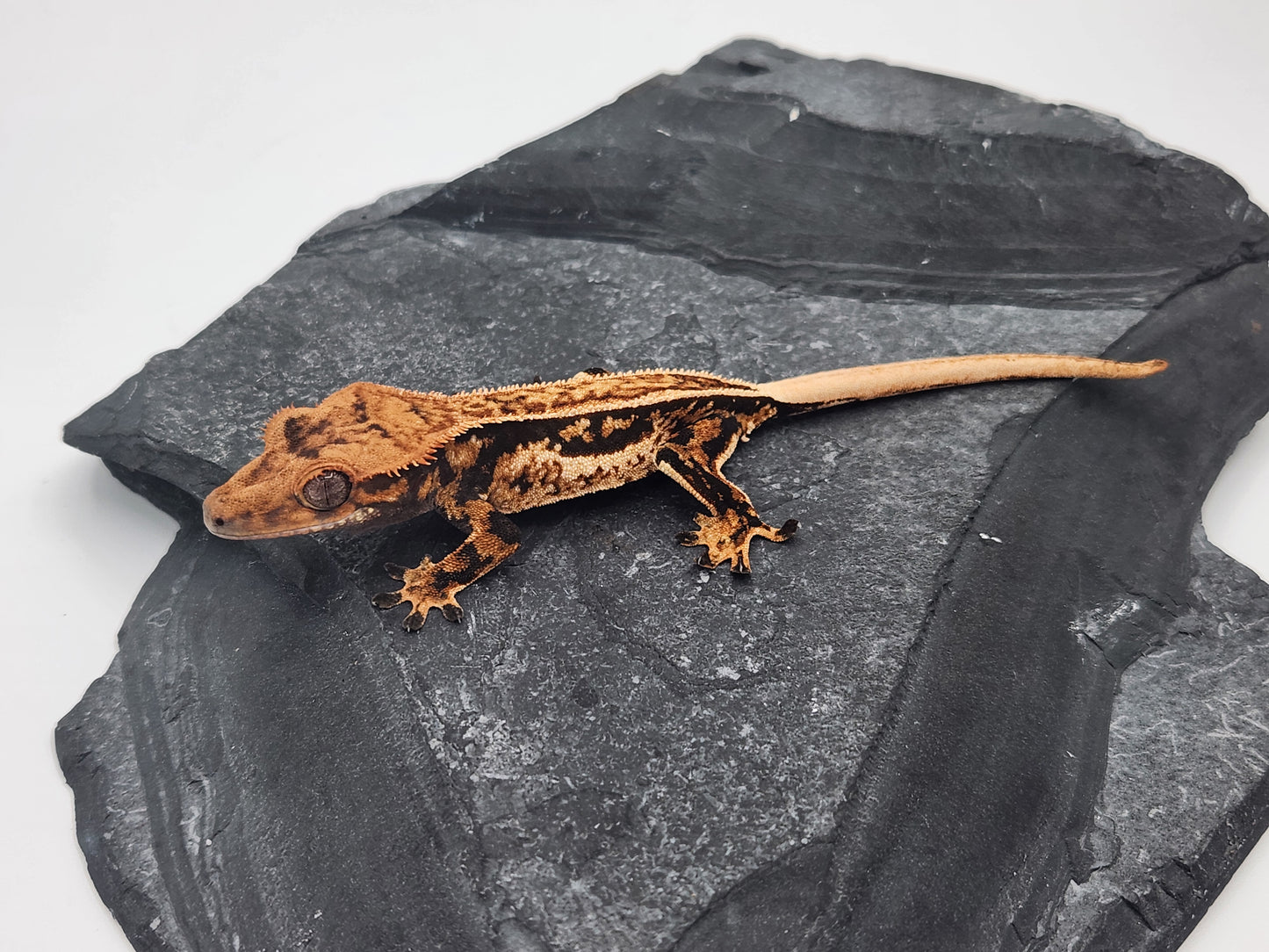 Crested Gecko - Female DOB 09-04-23 (Max x Quad)