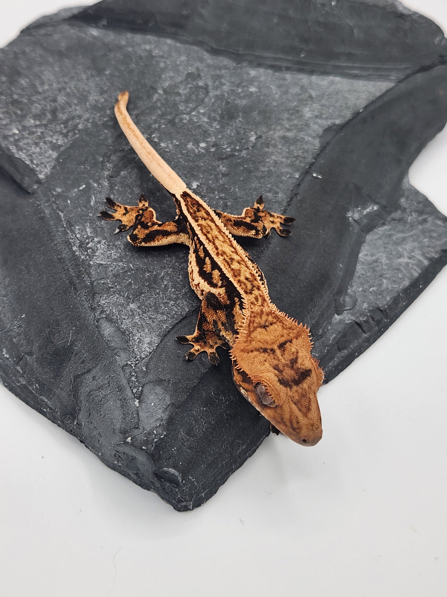Crested Gecko - Female DOB 09-04-23 (Max x Quad)