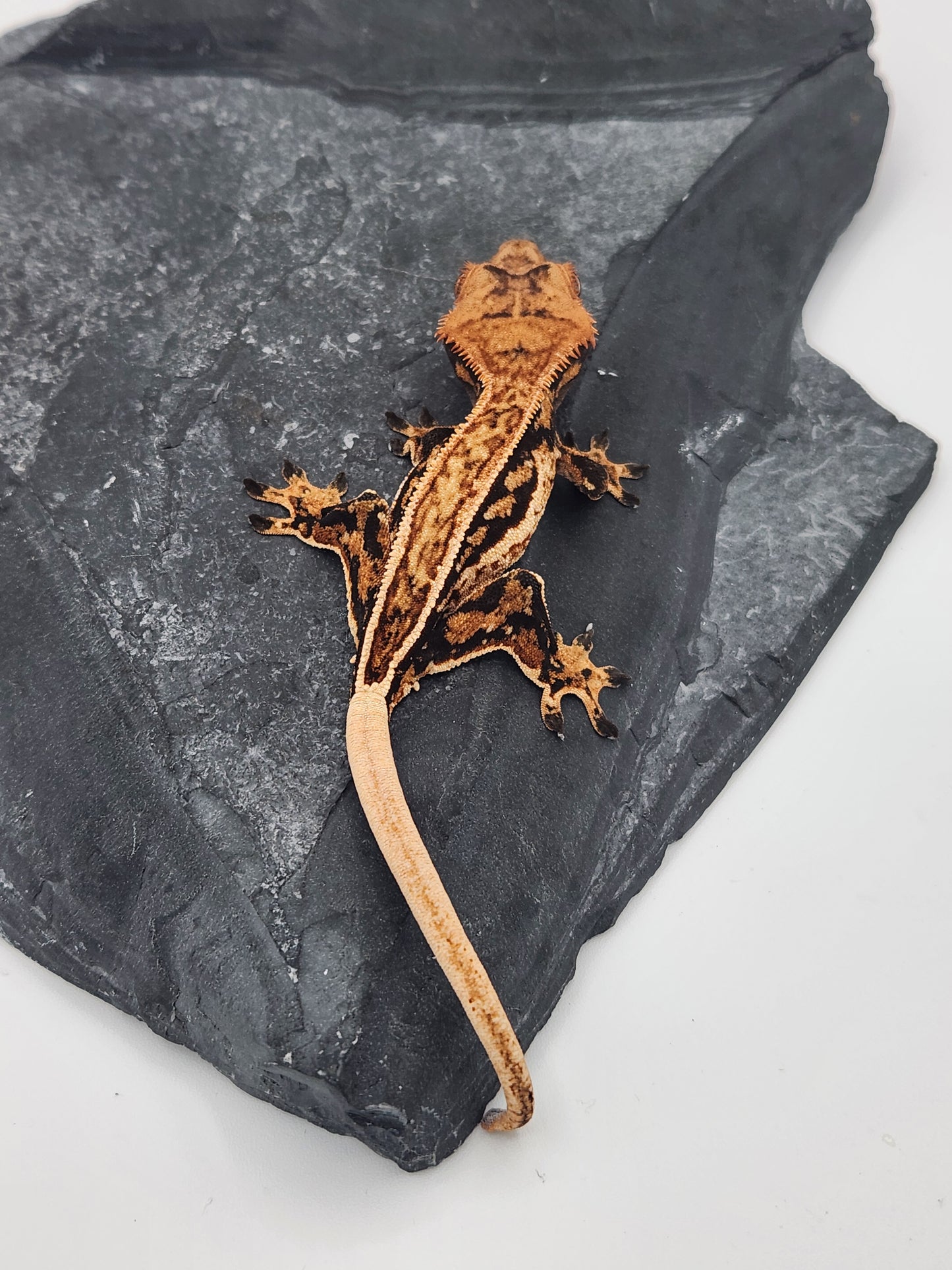 Crested Gecko - Female DOB 09-04-23 (Max x Quad)