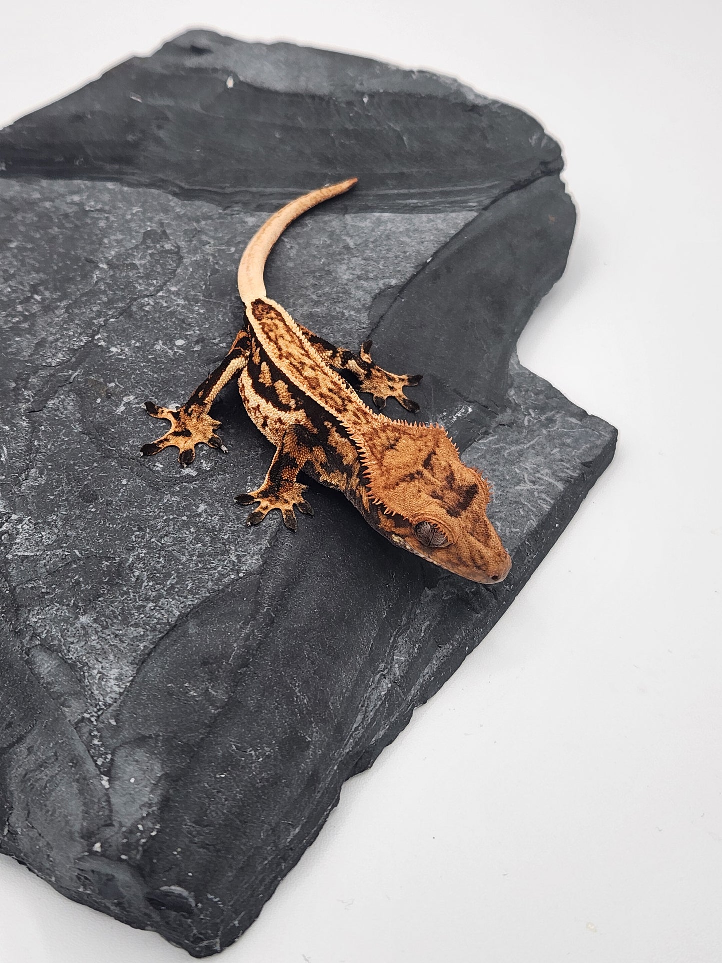 Crested Gecko - Female DOB 09-04-23 (Max x Quad)