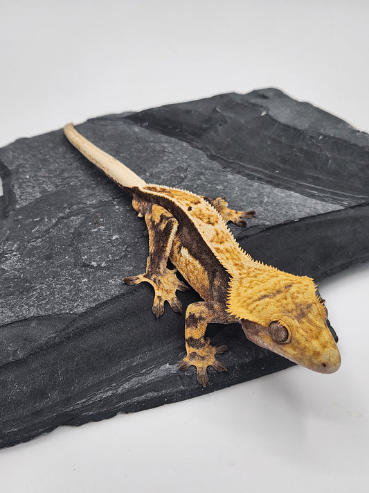 Crested Gecko - Male DOB 09-11-22 (Titus x Starfire)