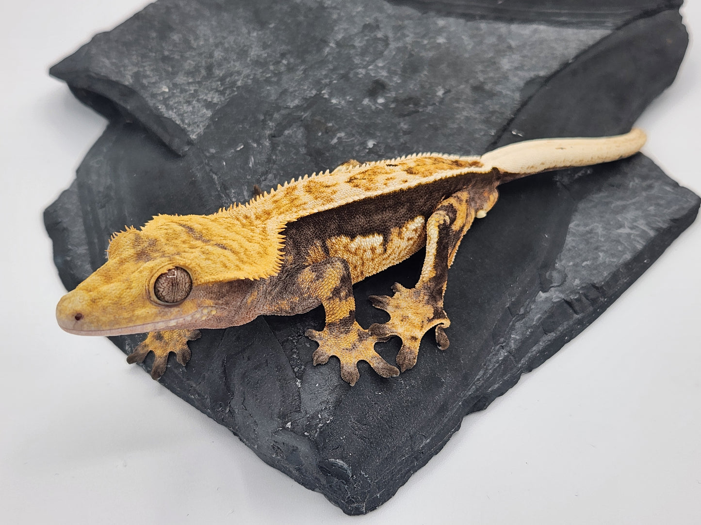Crested Gecko - Male DOB 09-11-22 (Titus x Starfire)