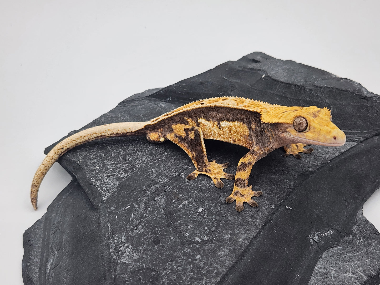 Crested Gecko - Male DOB 09-11-22 (Titus x Starfire)