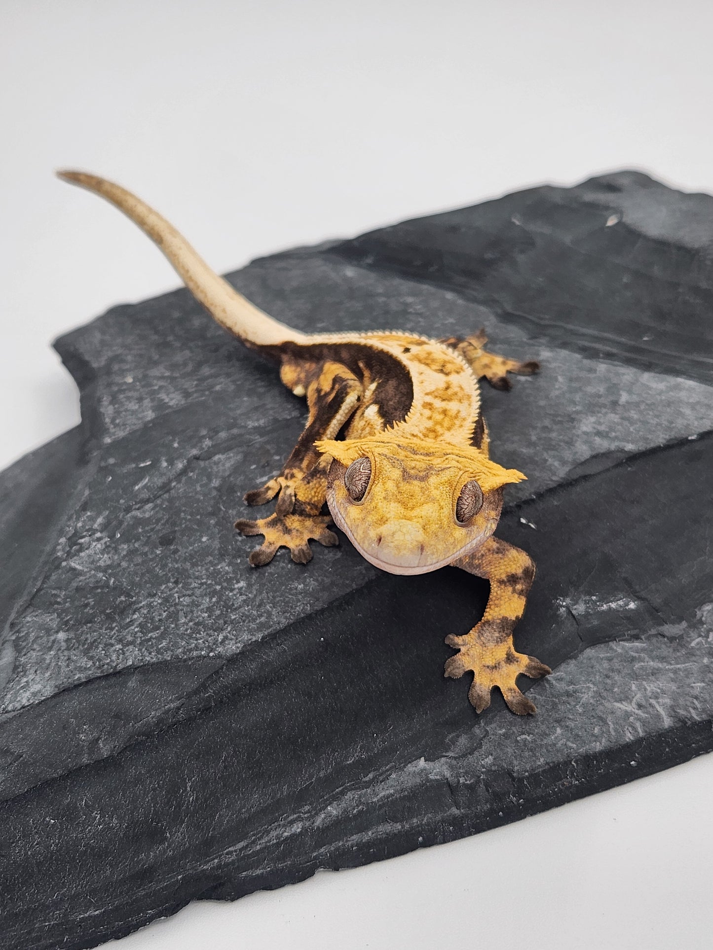 Crested Gecko - Male DOB 09-11-22 (Titus x Starfire)
