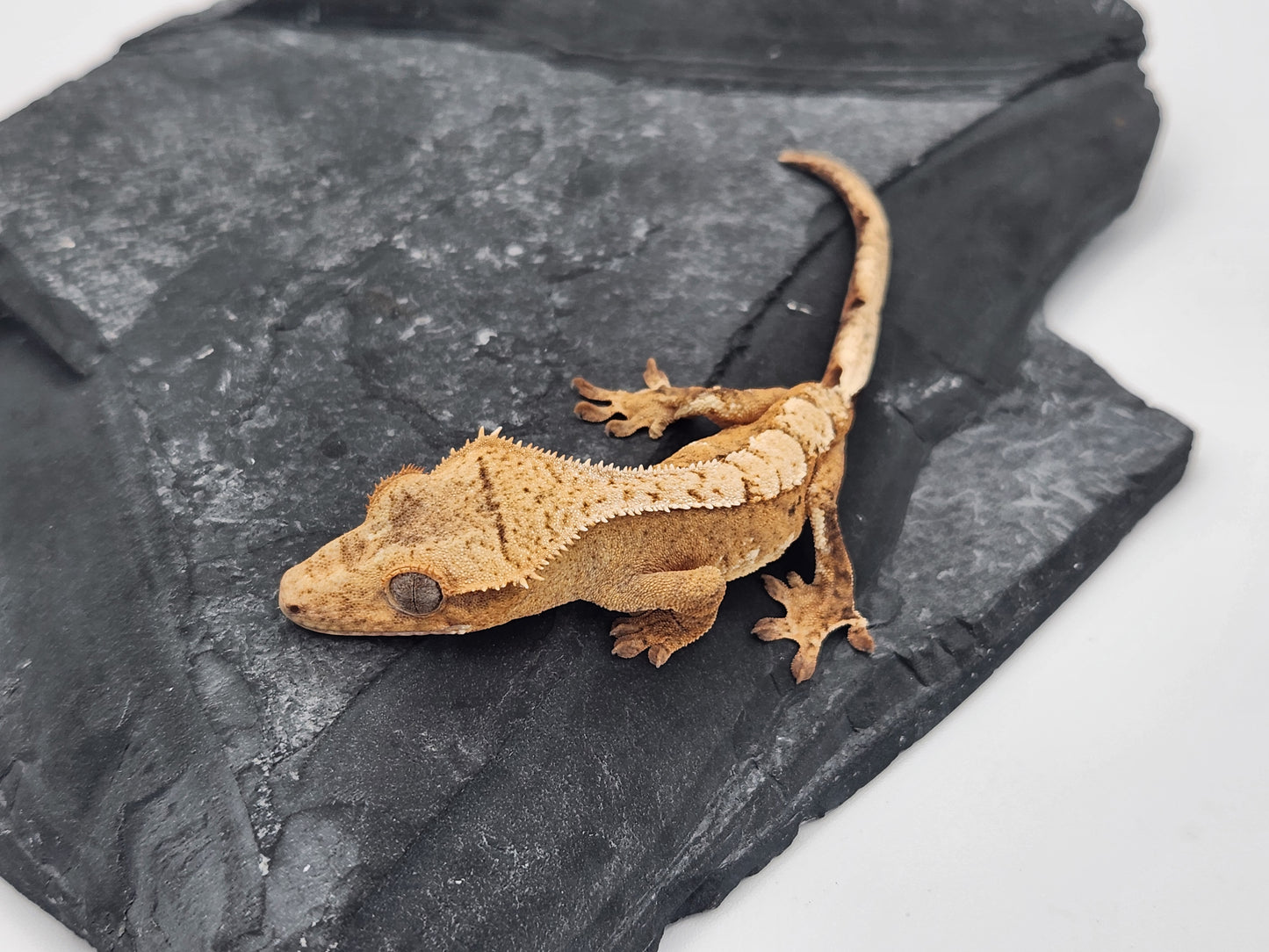 Crested Gecko - Female DOB 12-10-23 (Lightyear x Saturn)