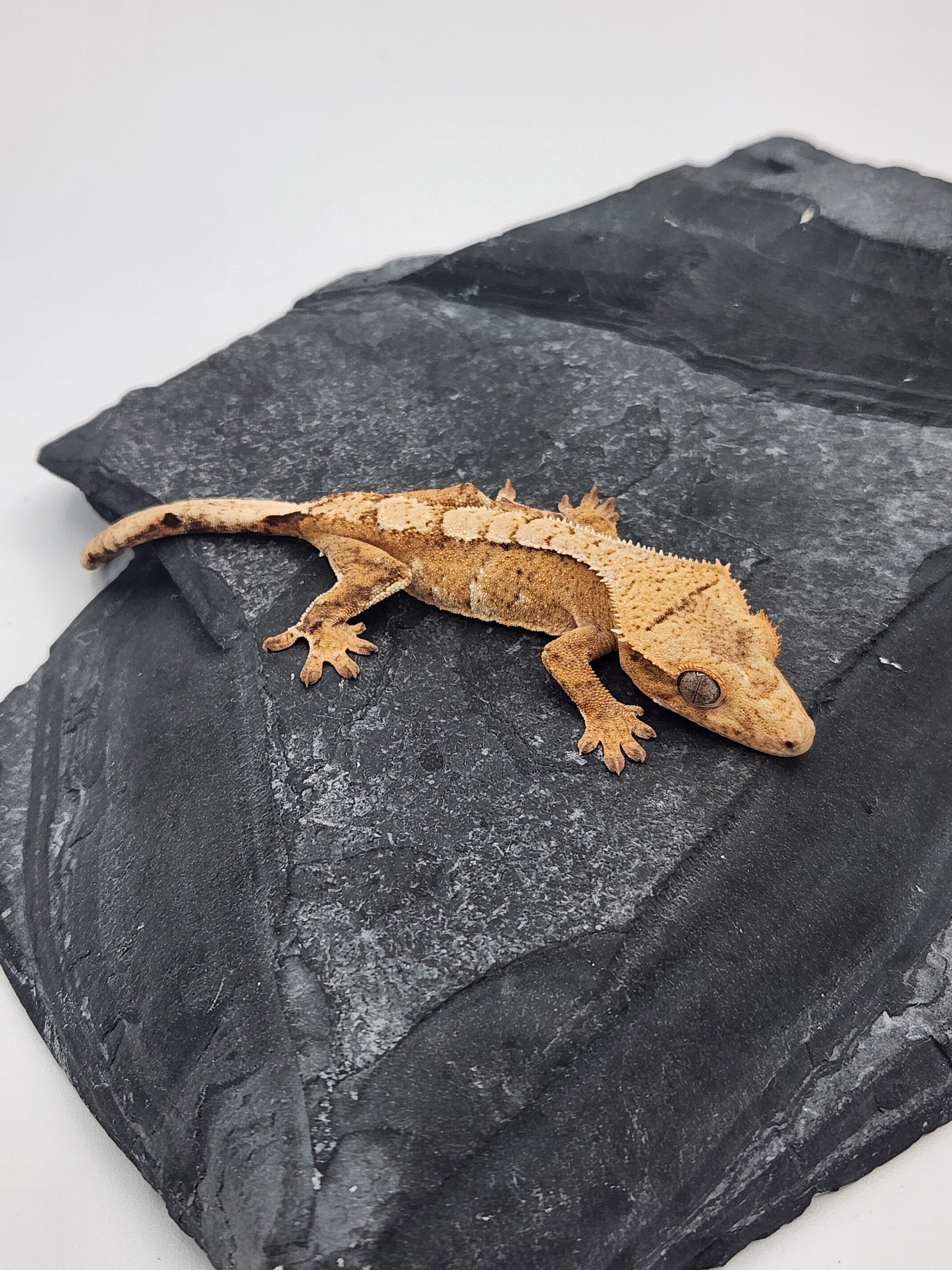 Crested Gecko - Female DOB 12-10-23 (Lightyear x Saturn)