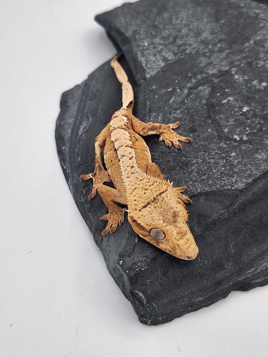 Crested Gecko - Female DOB 12-10-23 (Lightyear x Saturn)
