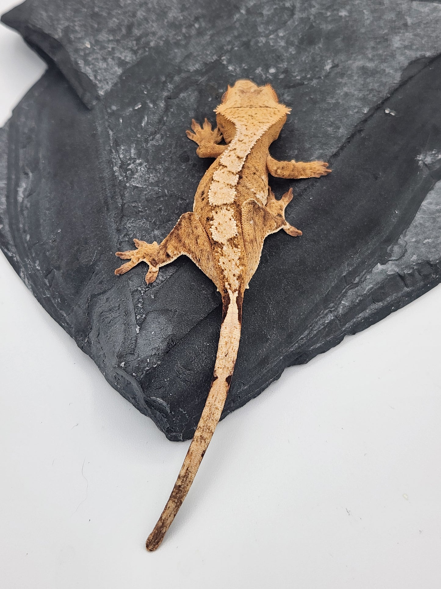 Crested Gecko - Female DOB 12-10-23 (Lightyear x Saturn)