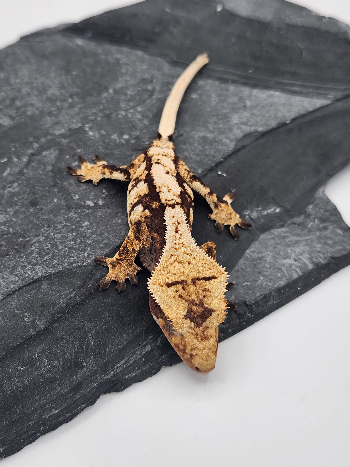 Crested Gecko - Female DOB 07-31-23 (Lightyear x Saturn)