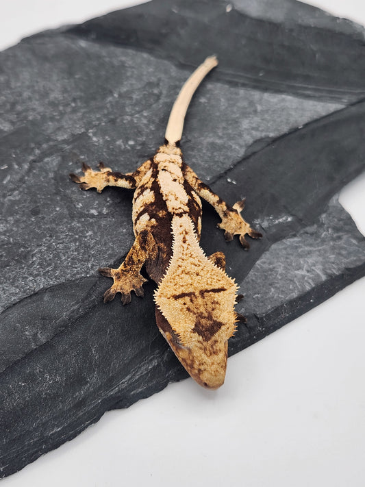 Crested Gecko - Female DOB 07-31-23 (Lightyear x Saturn)