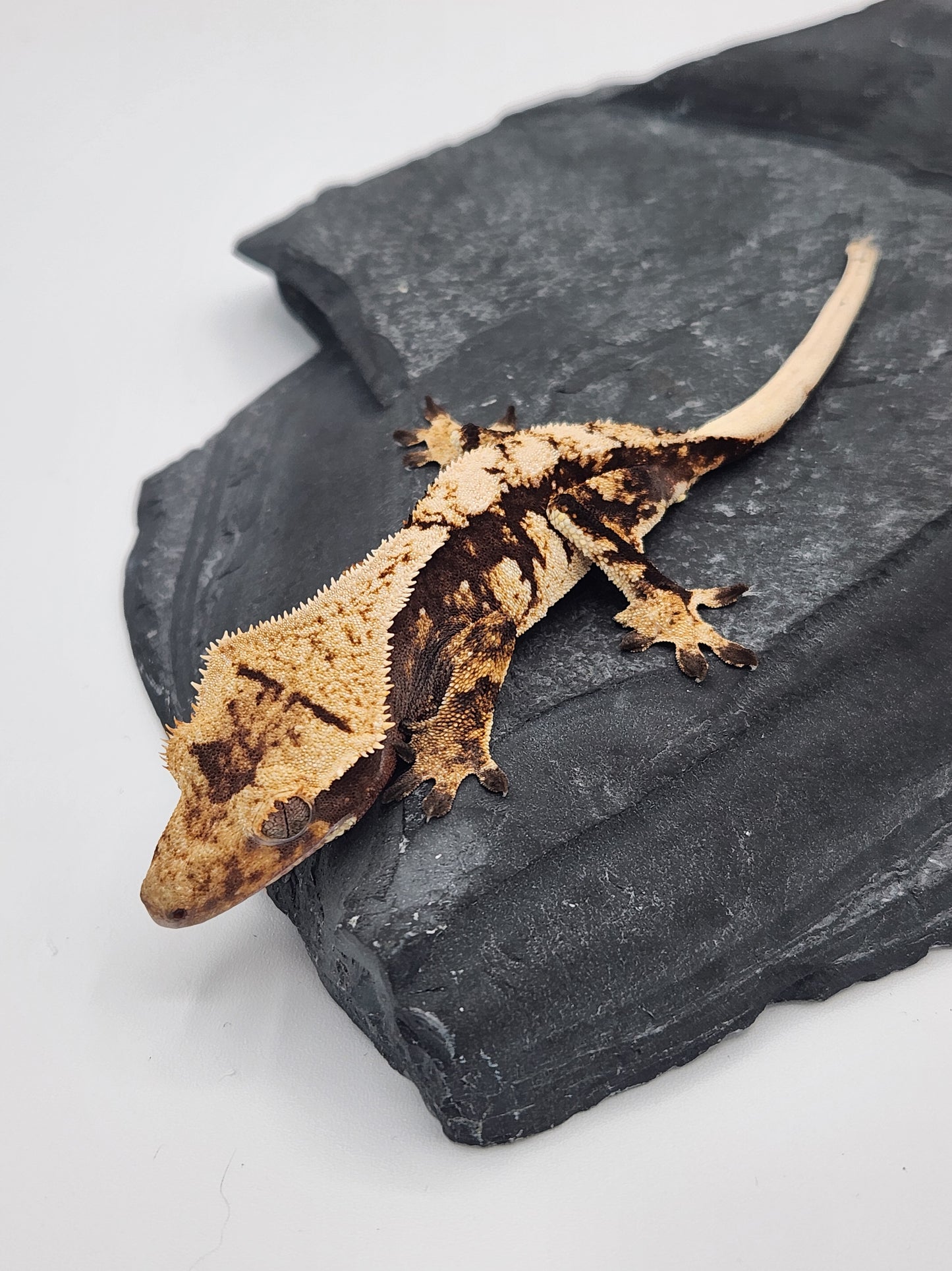 Crested Gecko - Female DOB 07-31-23 (Lightyear x Saturn)