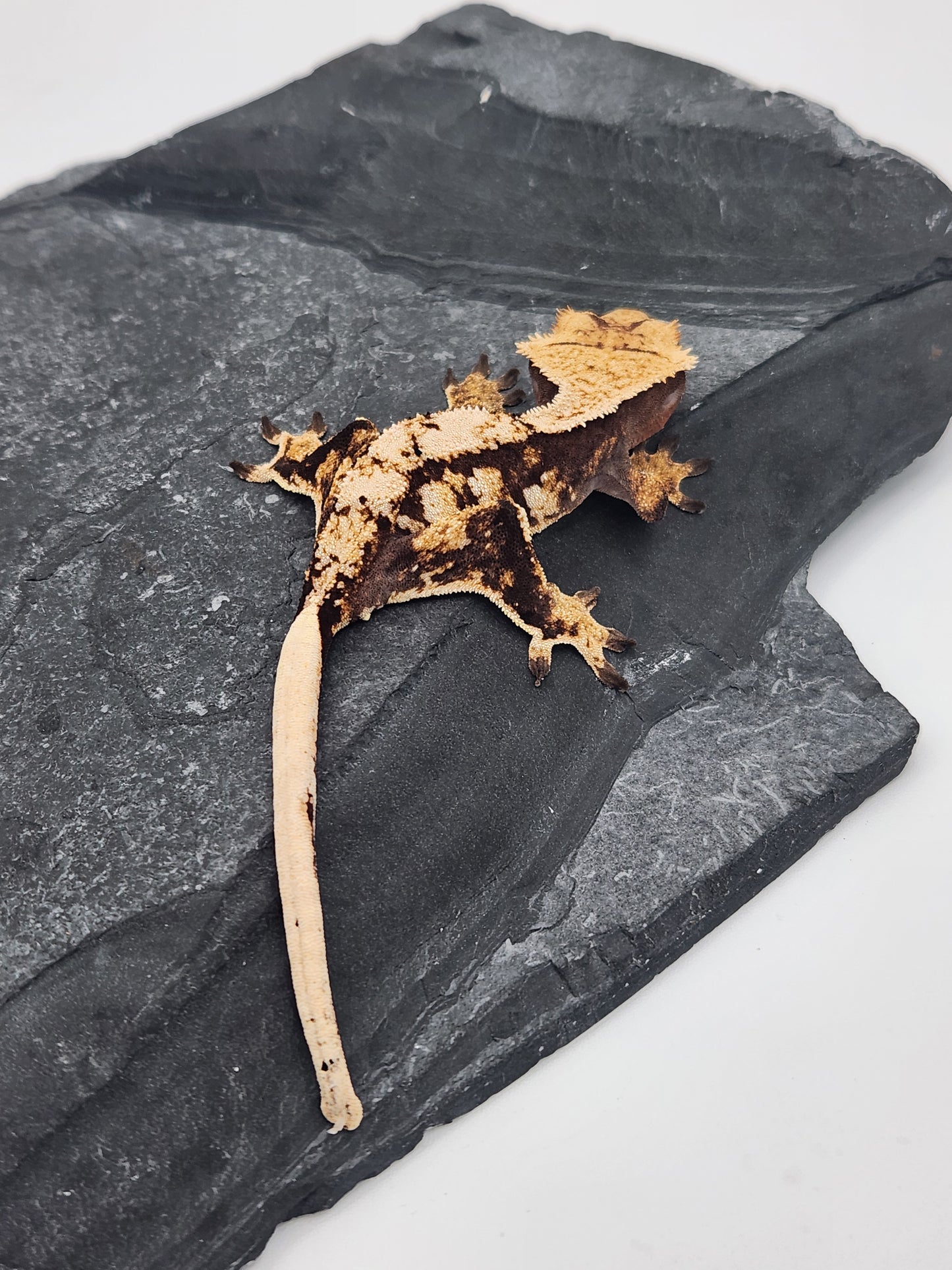 Crested Gecko - Female DOB 07-31-23 (Lightyear x Saturn)