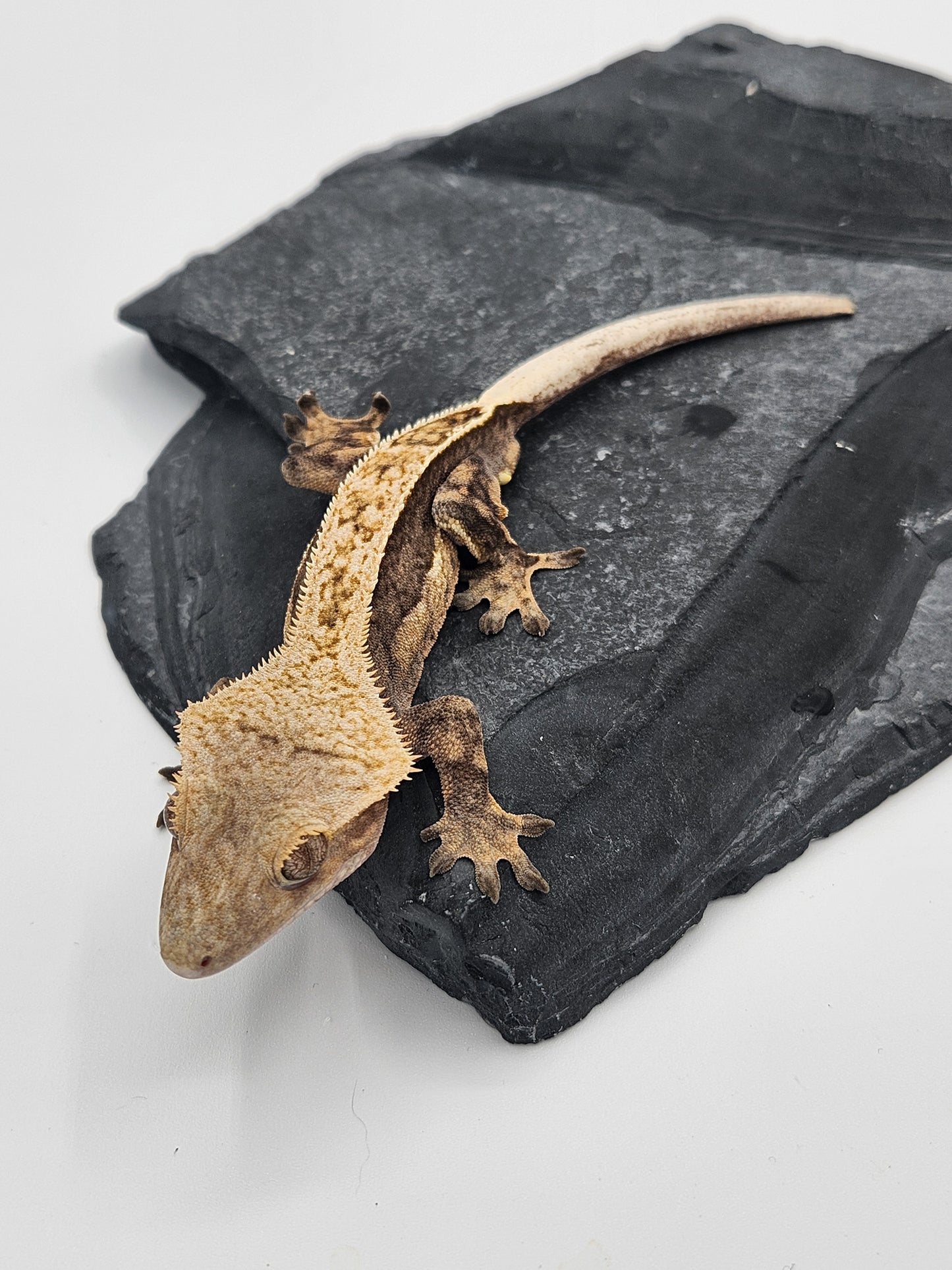 Crested Gecko - Male DOB 09-10-22 (Titus x Starfire)