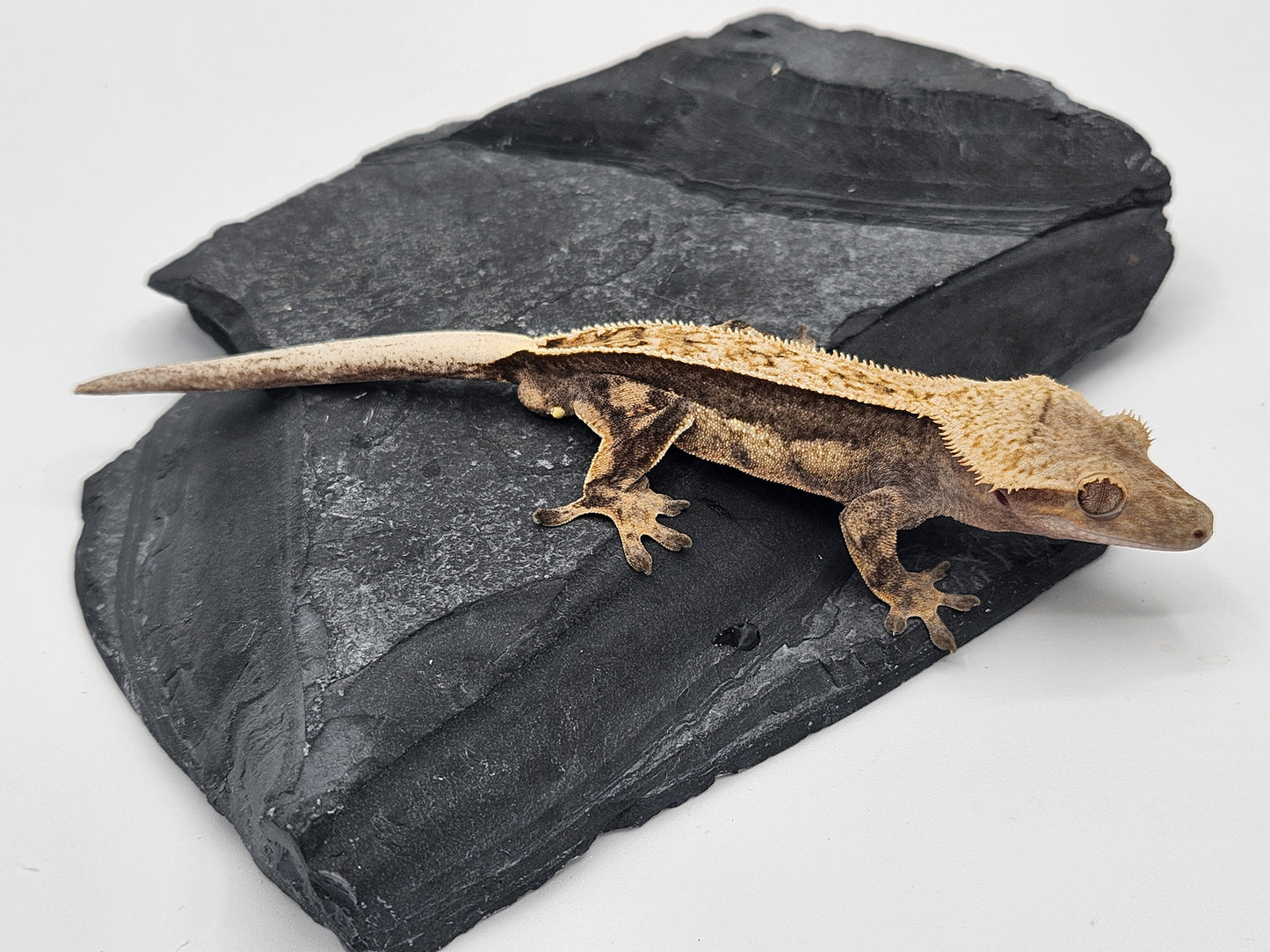 Crested Gecko - Male DOB 09-10-22 (Titus x Starfire)