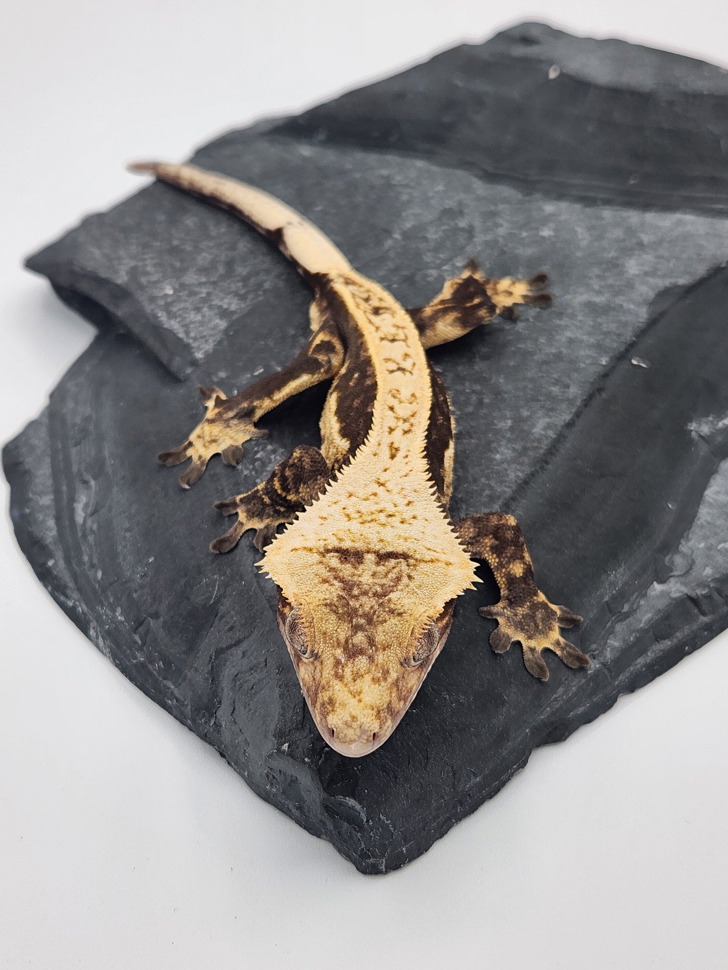 Crested Gecko - Male DOB 09-08-22 (Prism x Godiva)