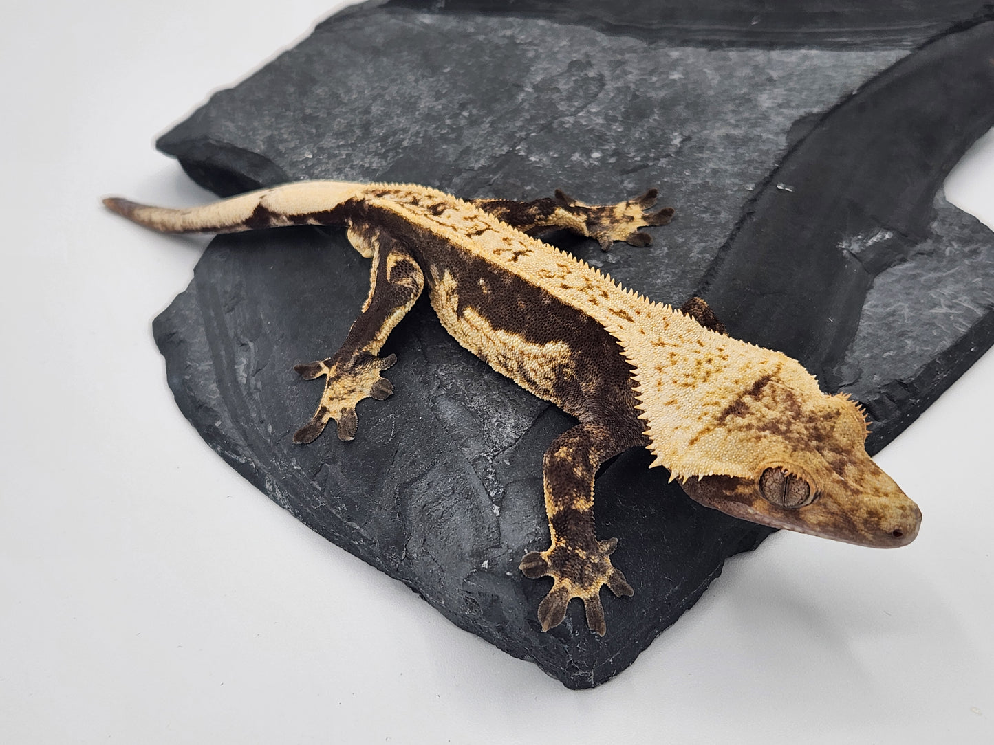 Crested Gecko - Male DOB 09-08-22 (Prism x Godiva)