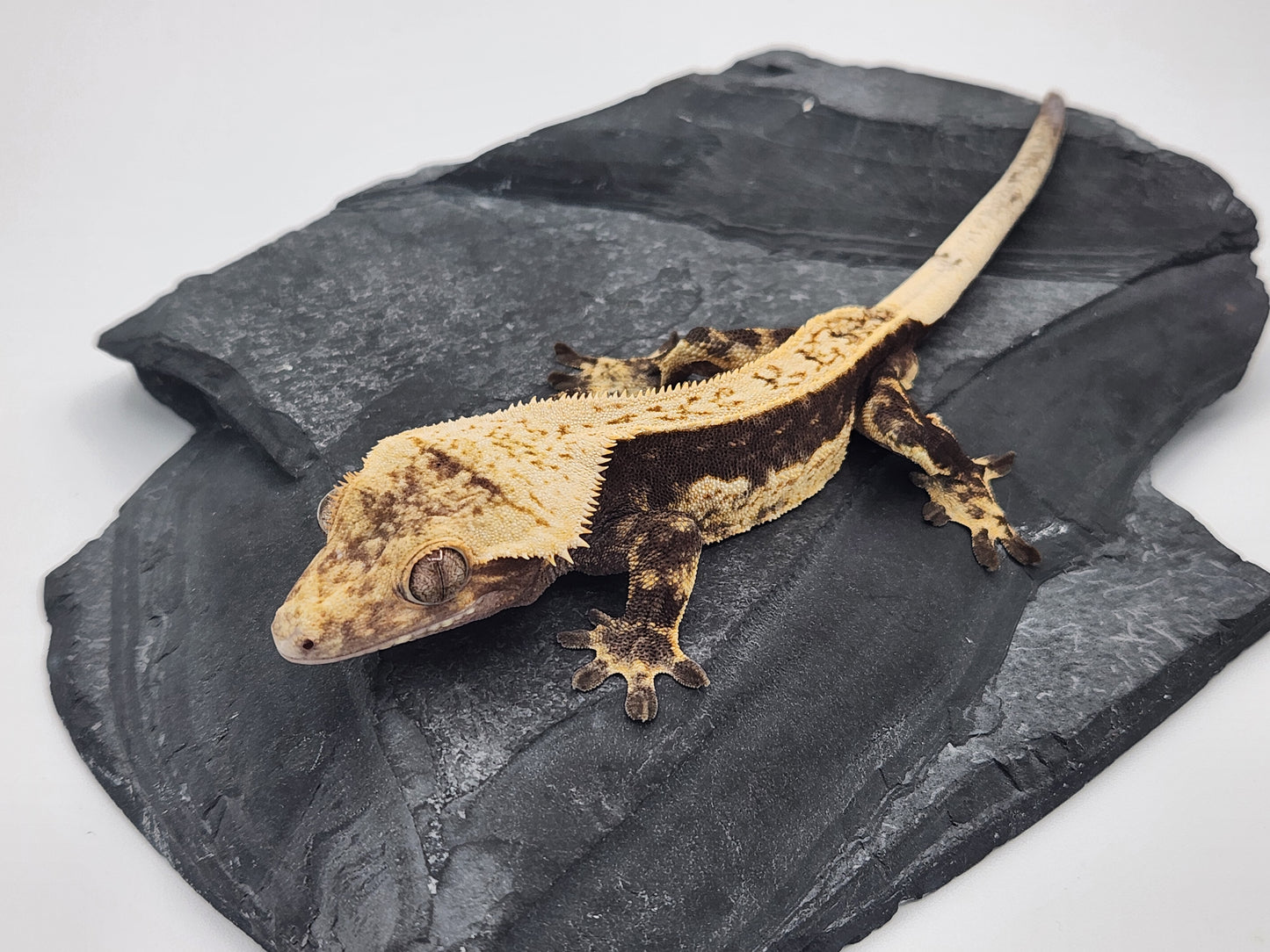 Crested Gecko - Male DOB 09-08-22 (Prism x Godiva)