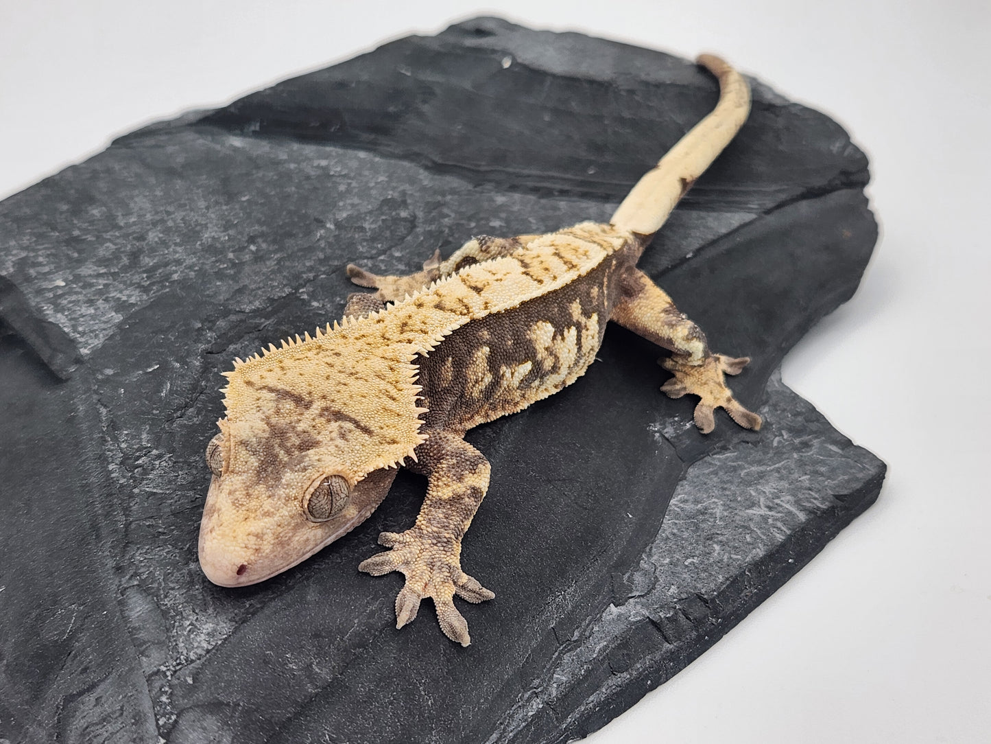 Crested Gecko - Female DOB 08-11-22 (Bobbie #8)