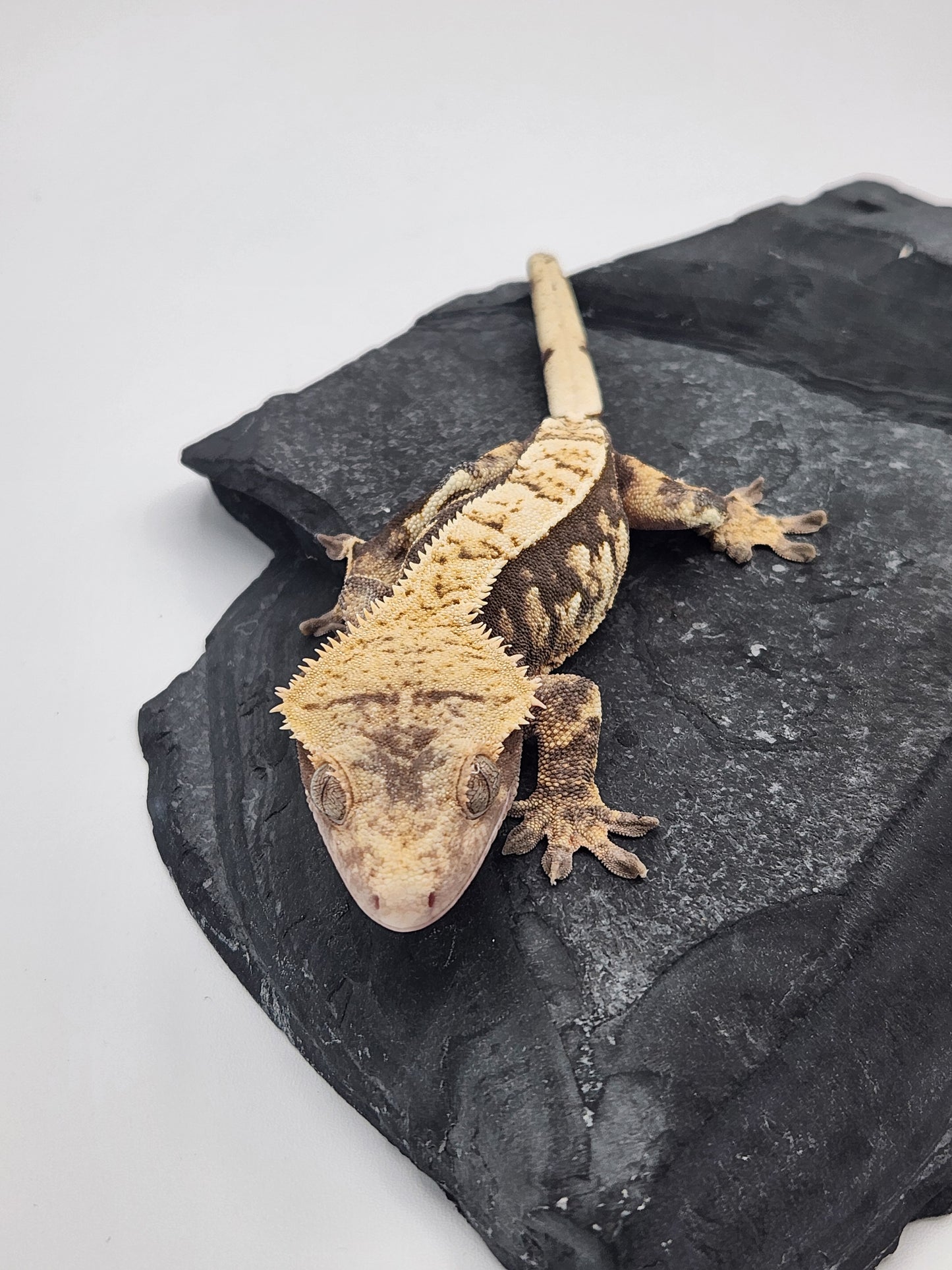 Crested Gecko - Female DOB 08-11-22 (Bobbie #8)