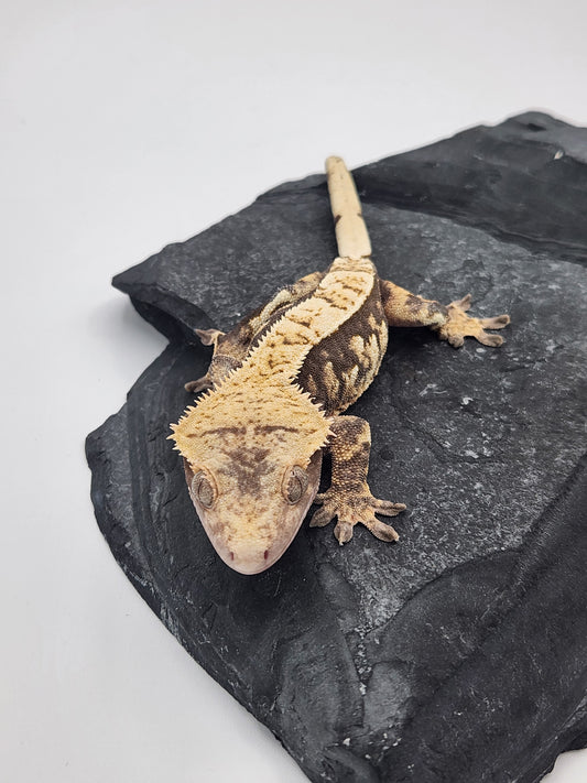 Crested Gecko - Female DOB 08-11-22 (Bobbie #8)
