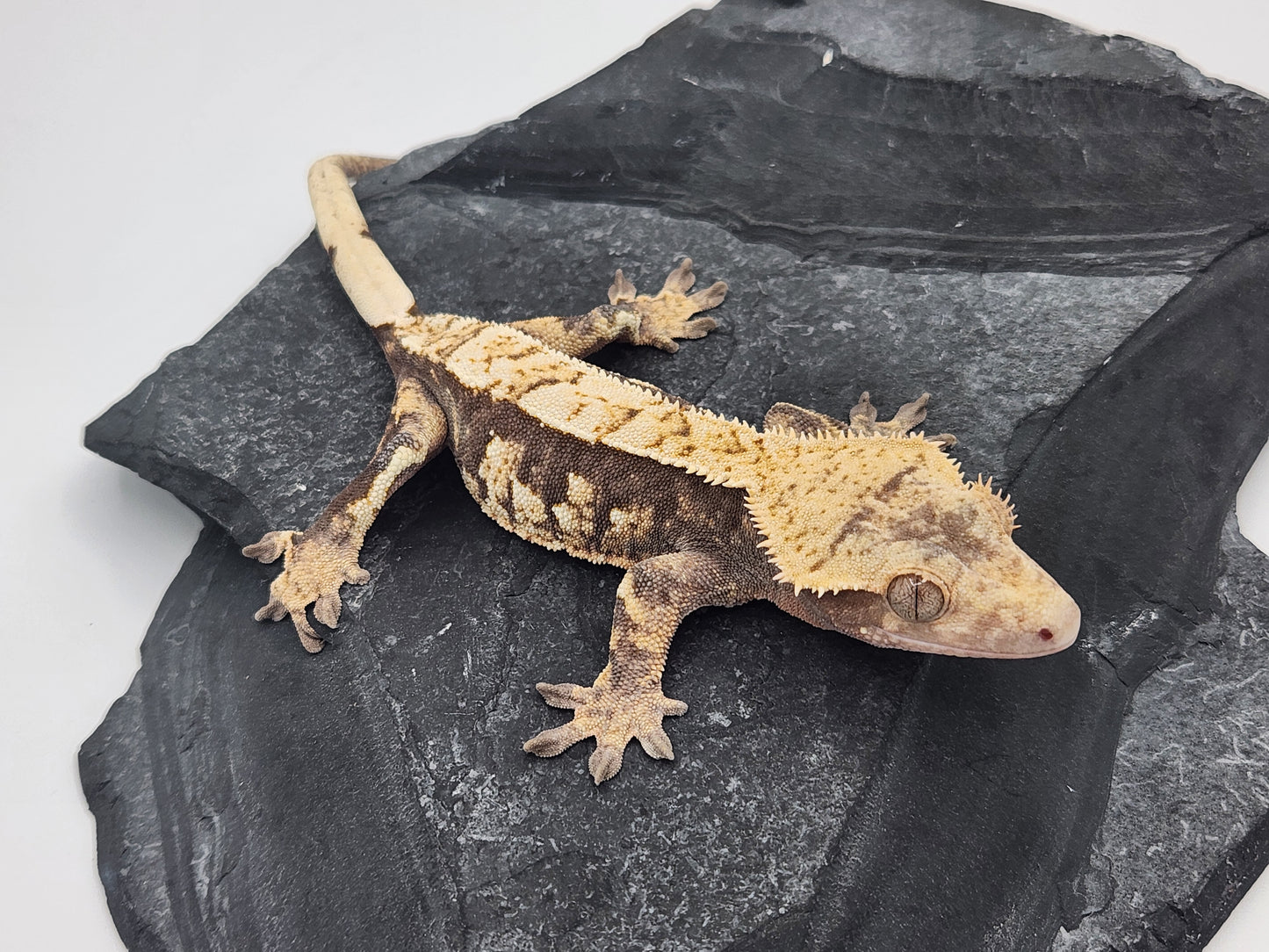Crested Gecko - Female DOB 08-11-22 (Bobbie #8)