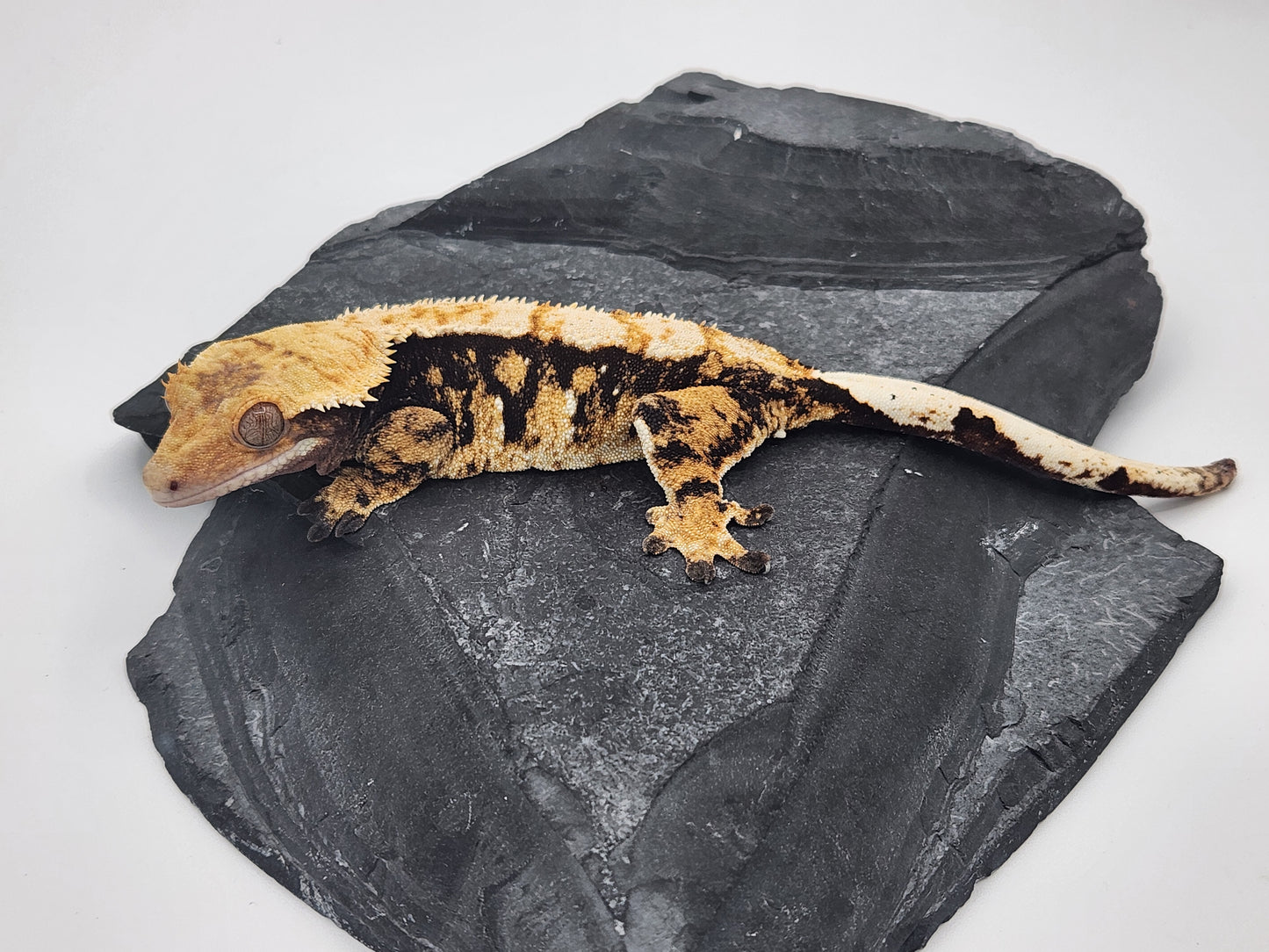 Crested Gecko - Female DOB 12-12-21 (Hornet x Dr Pepper)