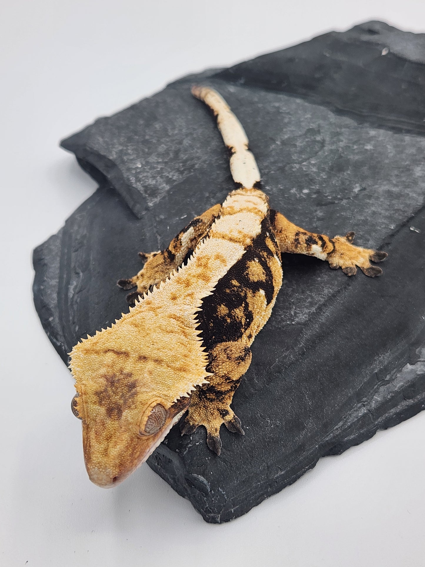 Crested Gecko - Female DOB 12-12-21 (Hornet x Dr Pepper)