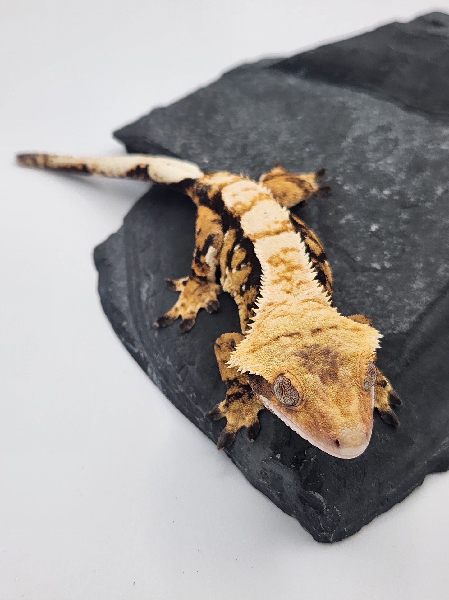 Crested Gecko - Female DOB 12-12-21 (Hornet x Dr Pepper)