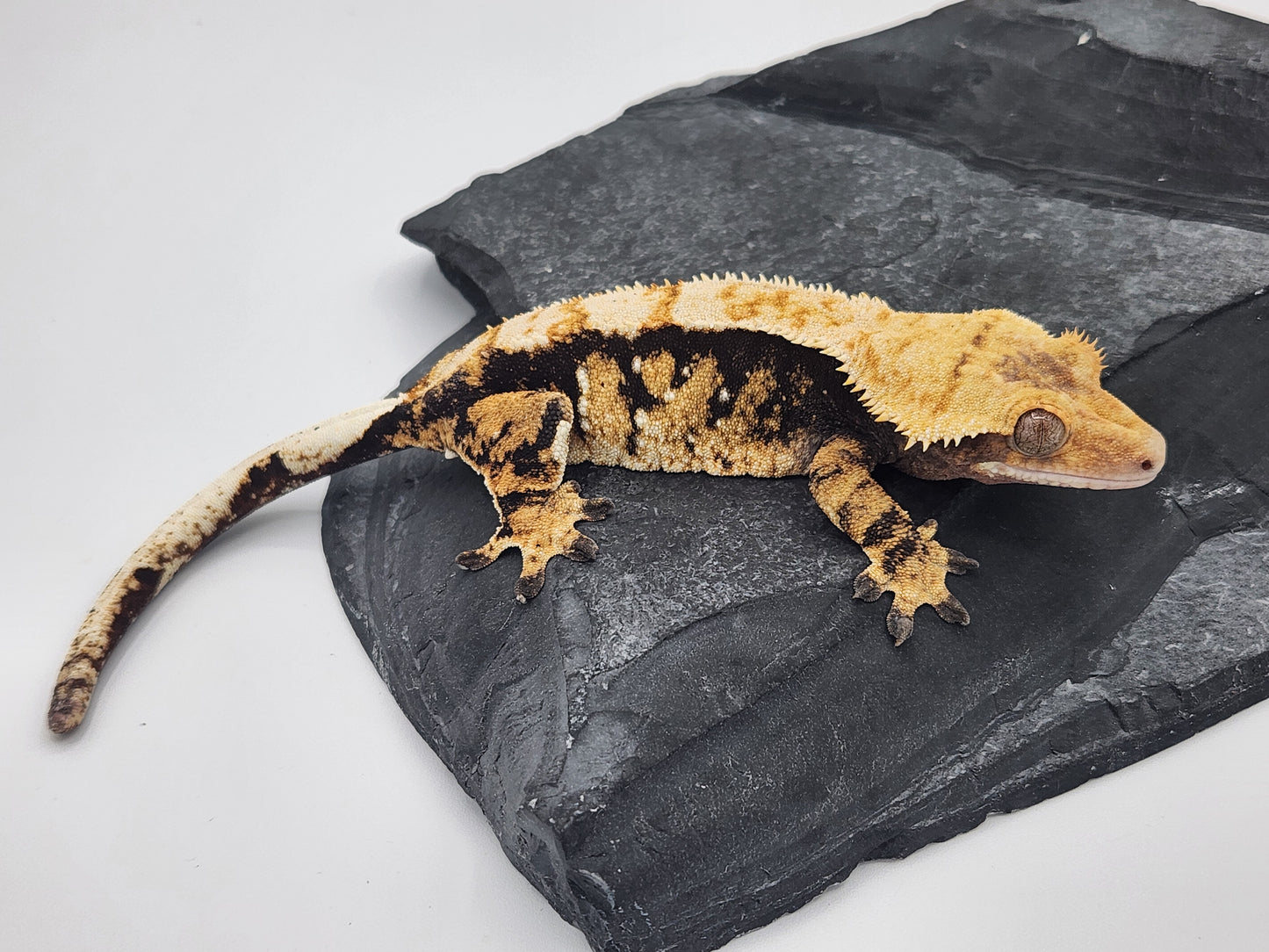 Crested Gecko - Female DOB 12-12-21 (Hornet x Dr Pepper)