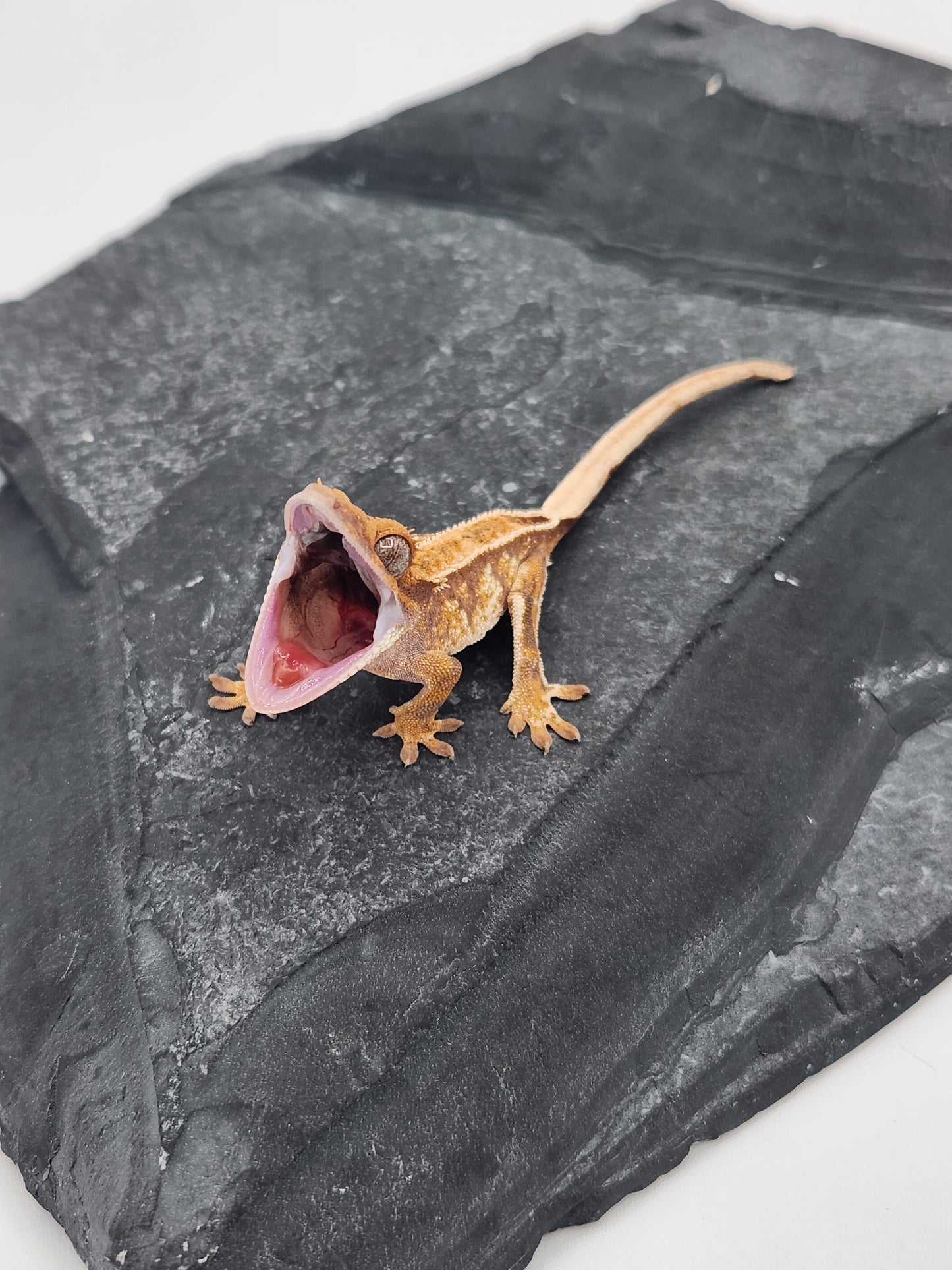 Crested Gecko - Unsexed DOB 11-13-24 (Magnana x Onyx)