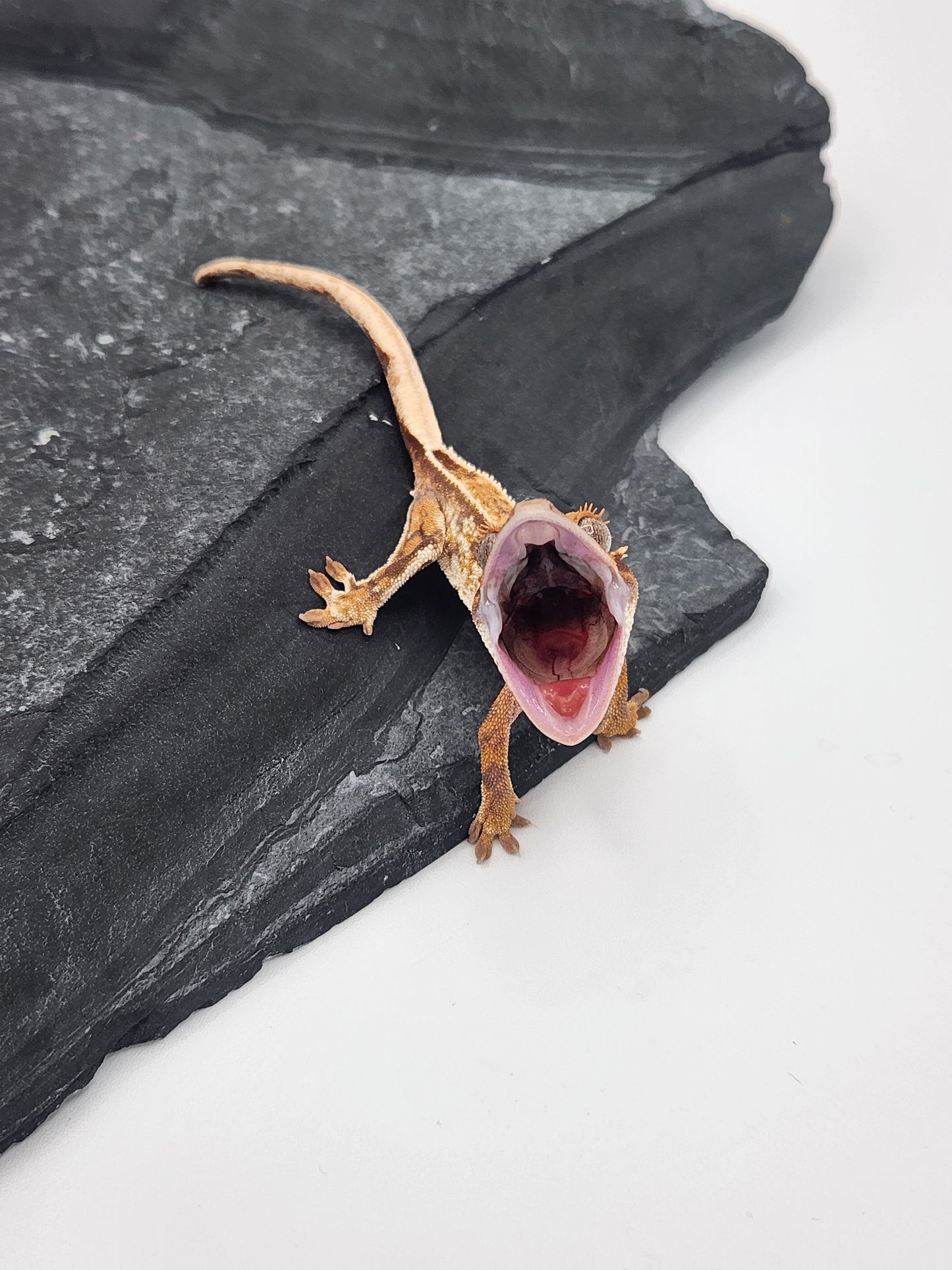 Crested Gecko - Unsexed DOB 11-13-24 (Magnana x Onyx)