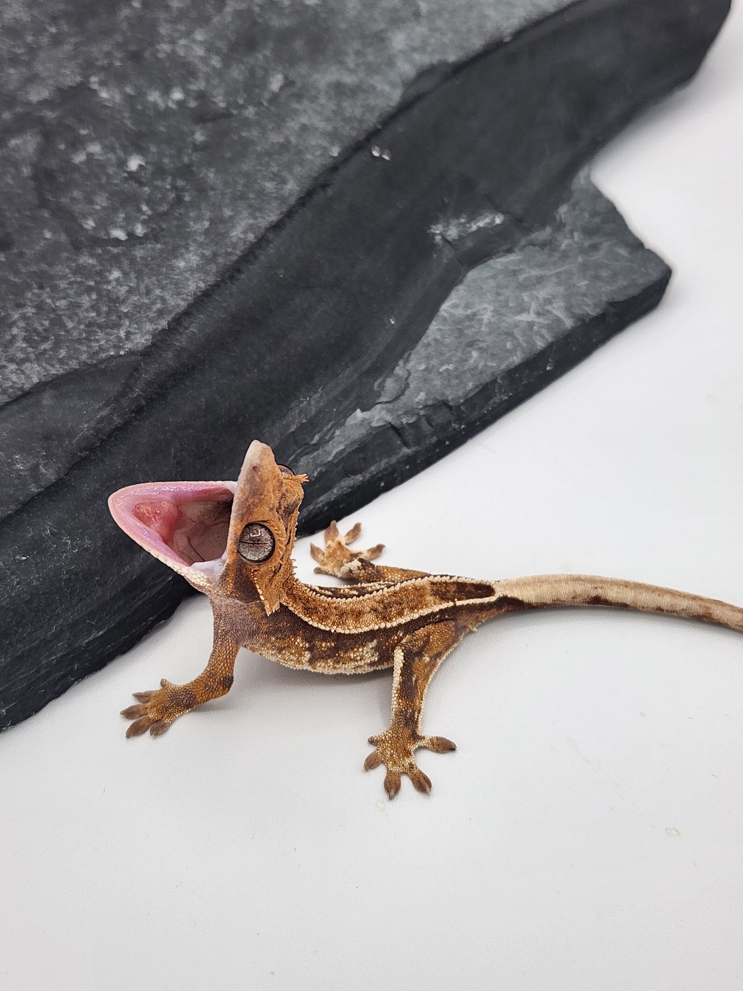 Crested Gecko - Unsexed DOB 11-13-24 (Magnana x Onyx)