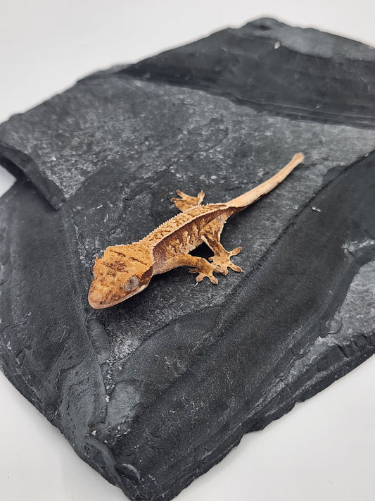 Crested Gecko - Unsexed DOB 11-13-24 (Magnana x Onyx) 2