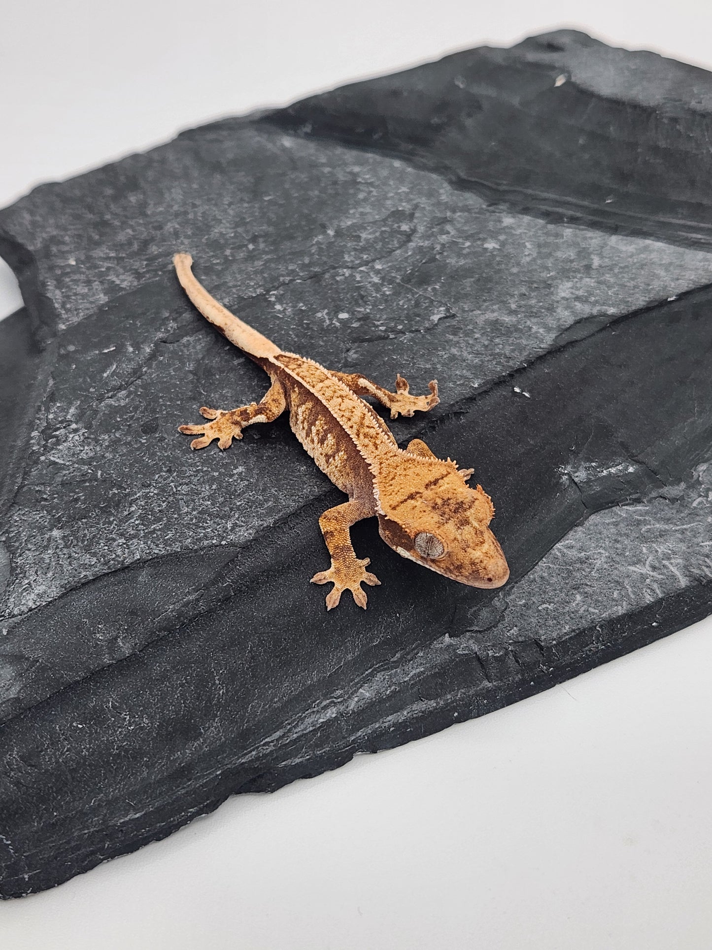Crested Gecko - Unsexed DOB 11-13-24 (Magnana x Onyx) 2