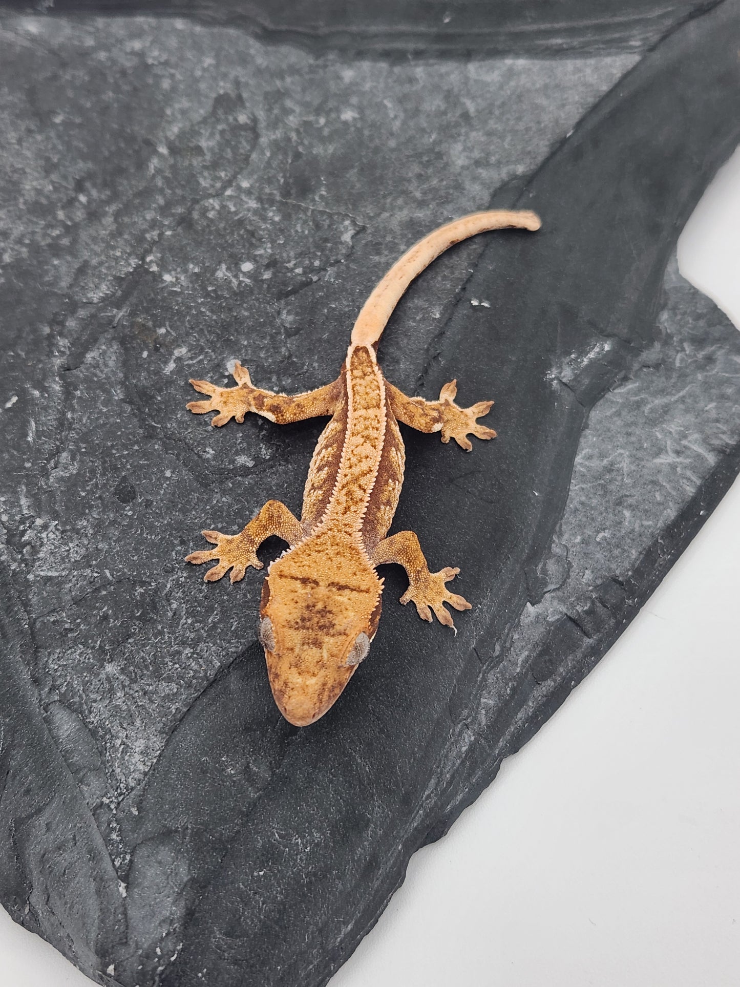 Crested Gecko - Unsexed DOB 11-13-24 (Magnana x Onyx) 2
