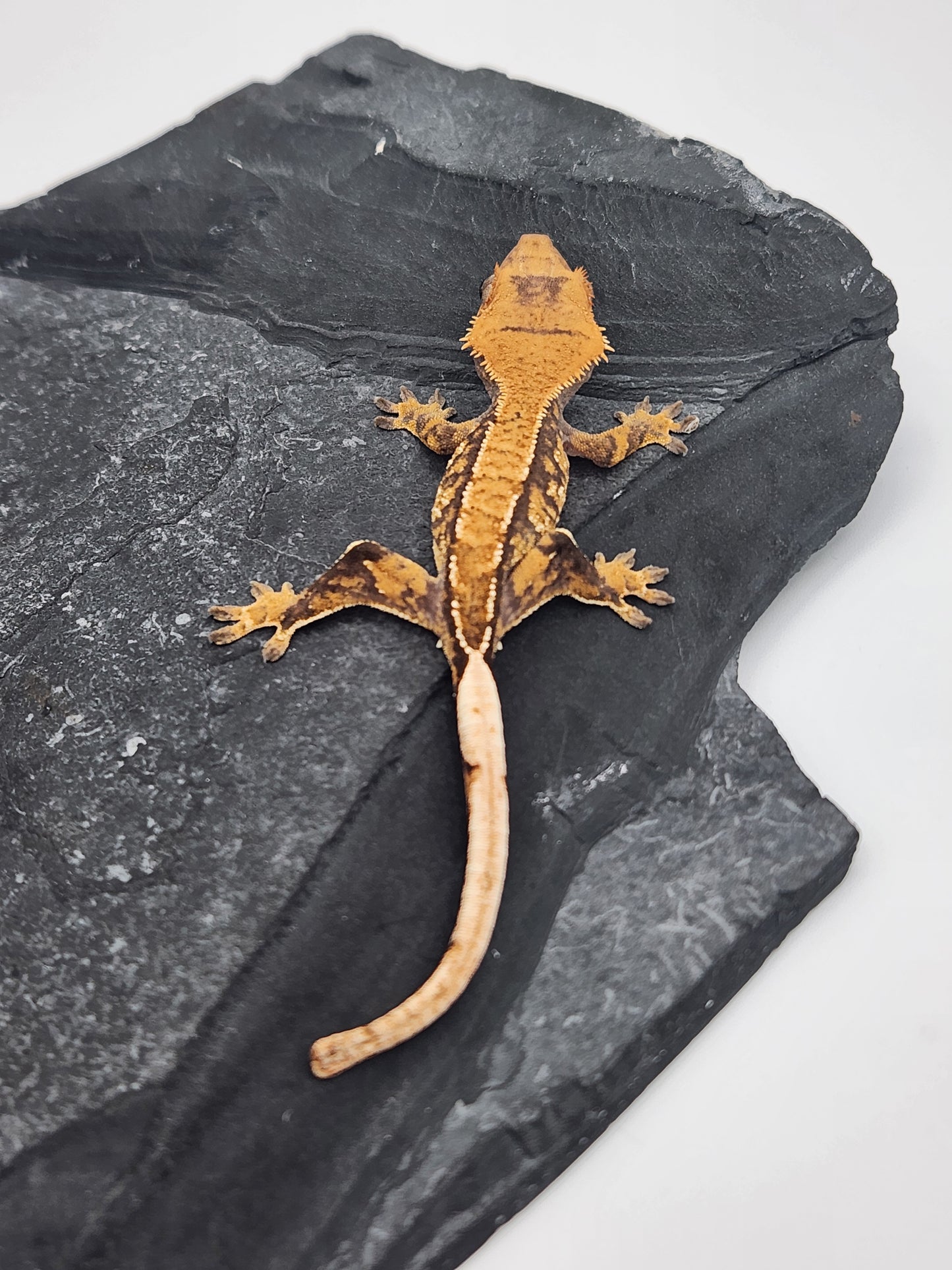 Crested Gecko - Male DOB 07-04-24 (Magnana x Onyx)