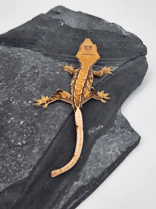 Crested Gecko - Male DOB 07-04-24 (Magnana x Onyx)