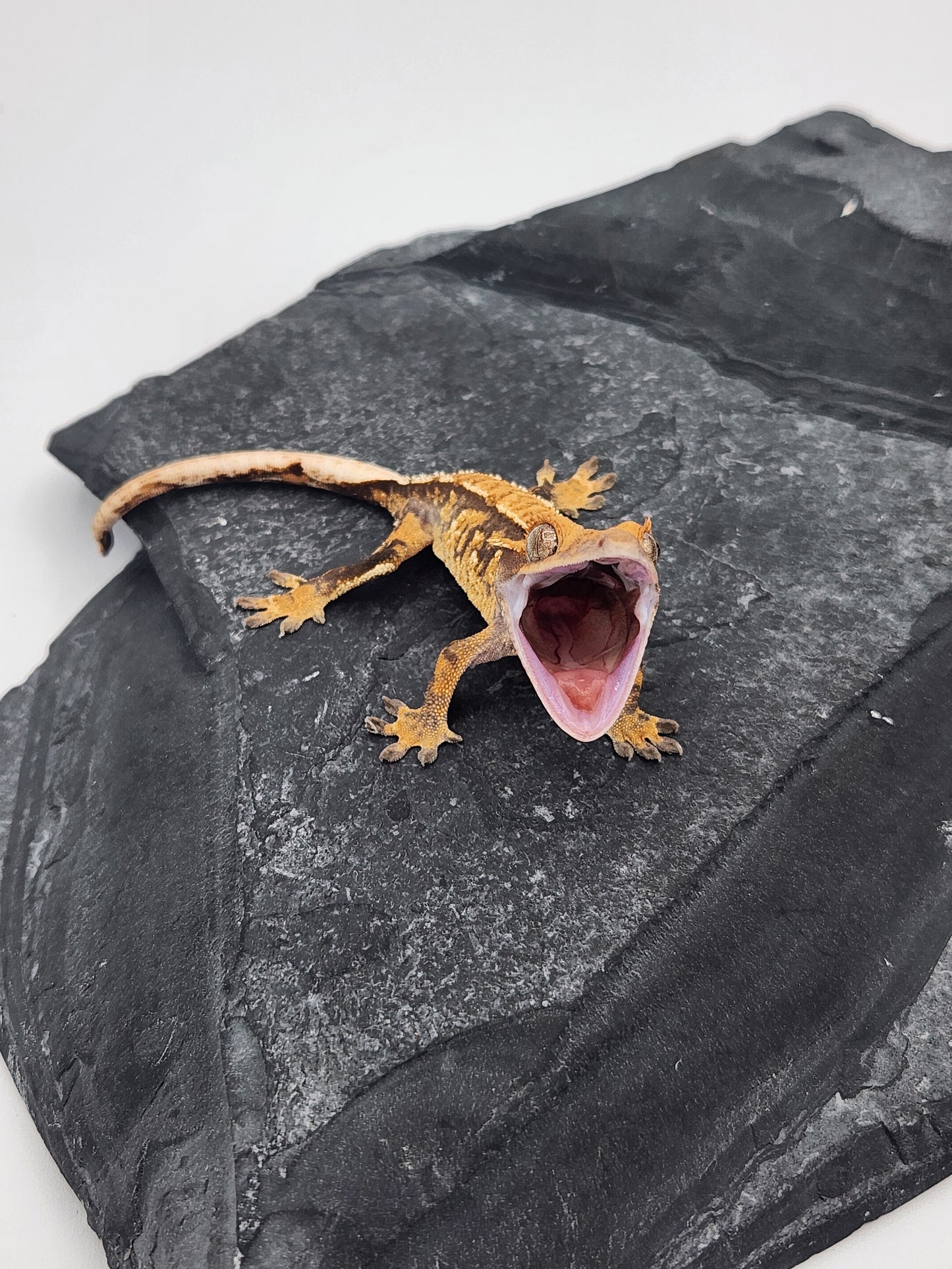 Crested Gecko - Male DOB 07-04-24 (Magnana x Onyx)