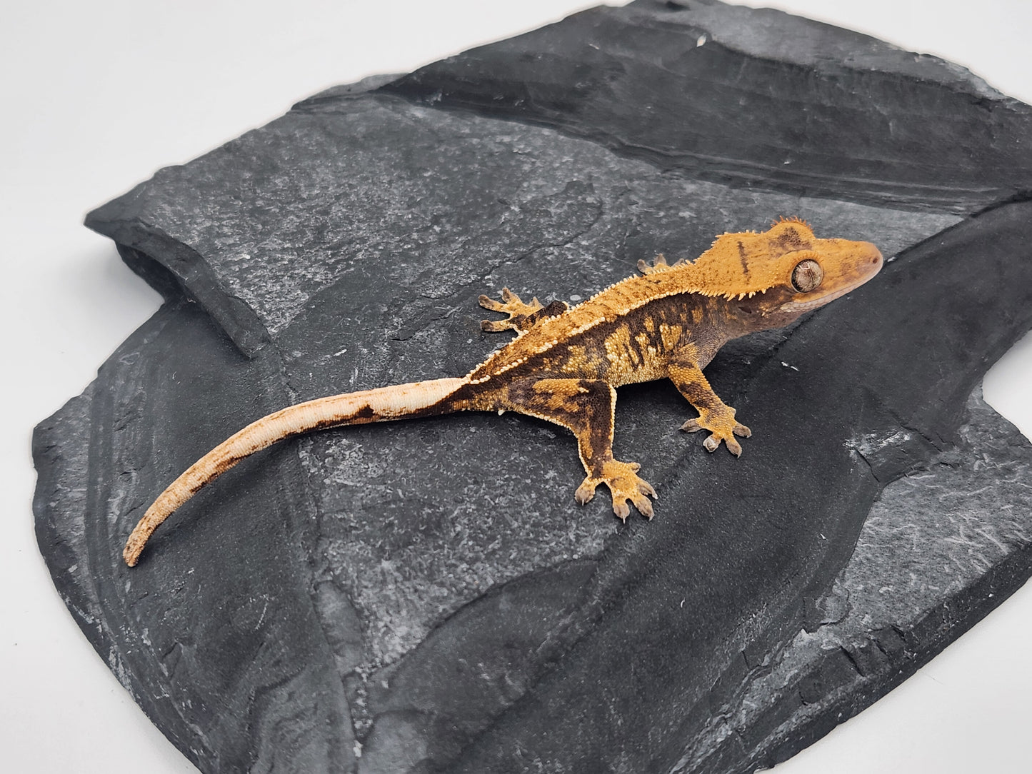 Crested Gecko - Male DOB 07-04-24 (Magnana x Onyx)