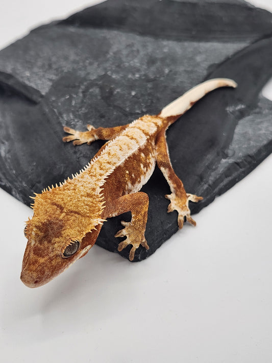 Crested Gecko - Female DOB 01-04-23 (Starmunch x Brock)