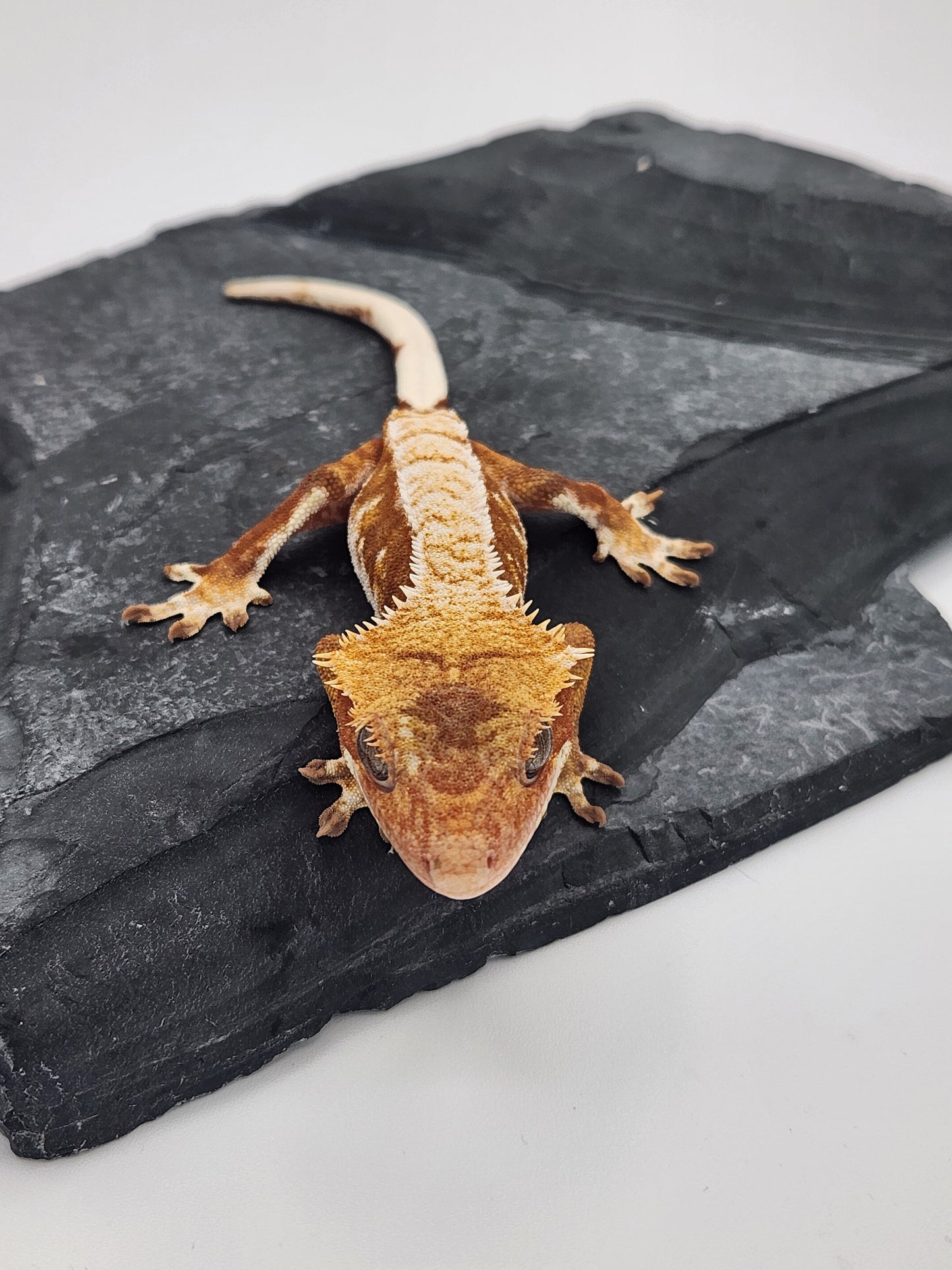 Crested Gecko - Female DOB 01-04-23 (Starmunch x Brock)