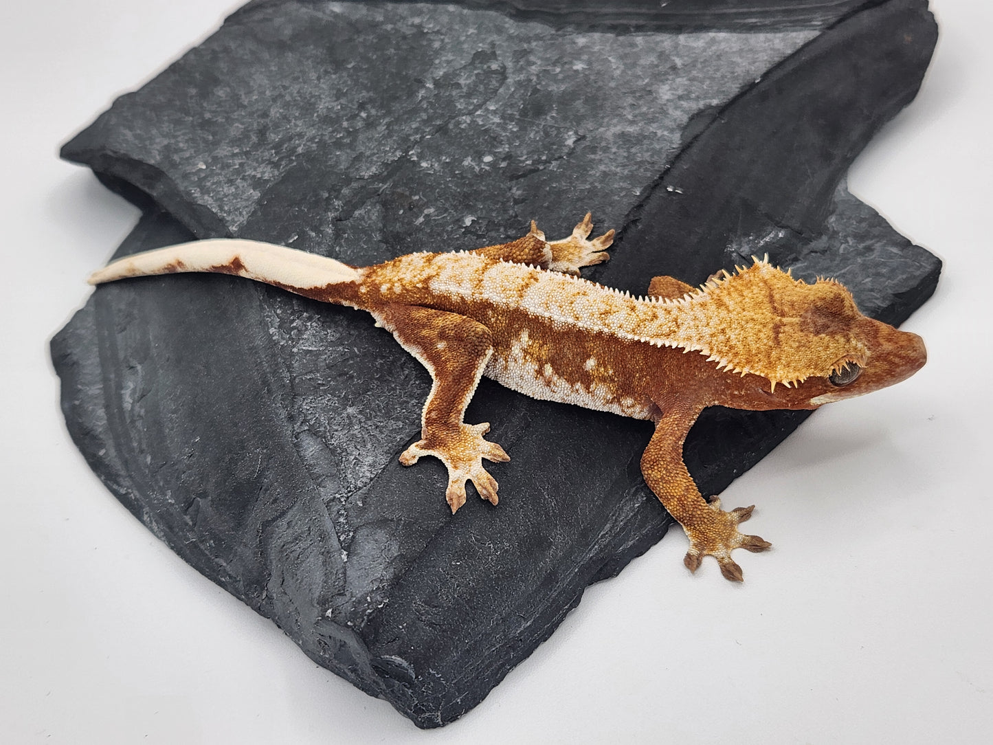 Crested Gecko - Female DOB 01-04-23 (Starmunch x Brock)