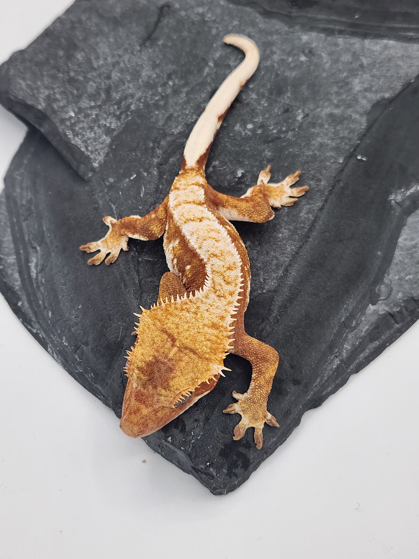 Crested Gecko - Female DOB 01-04-23 (Starmunch x Brock)