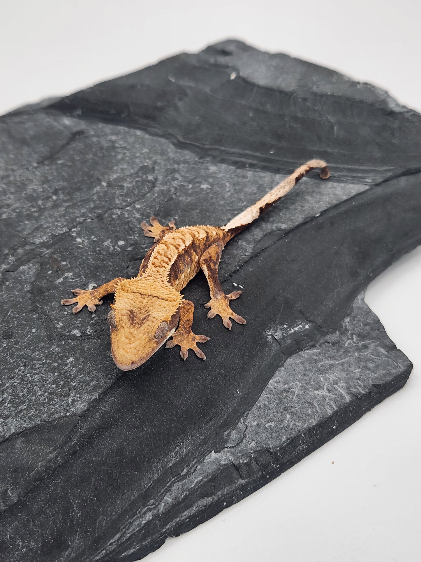 Crested Gecko - Unsexed DOB 08-28-24 (Mark Pink x Origin)