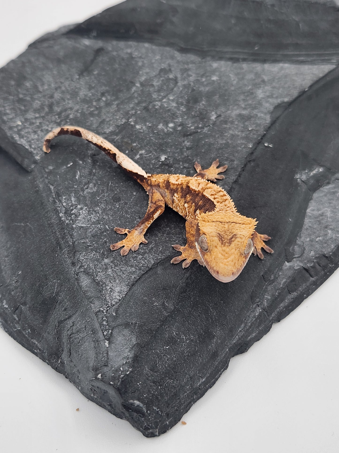 Crested Gecko - Unsexed DOB 08-28-24 (Mark Pink x Origin)