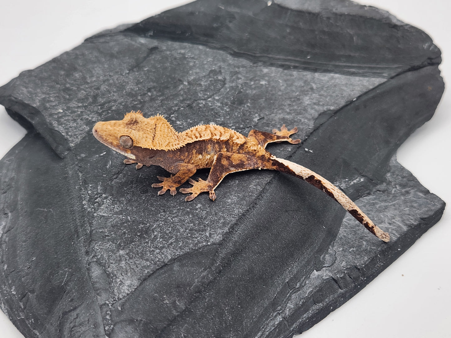 Crested Gecko - Unsexed DOB 08-28-24 (Mark Pink x Origin)