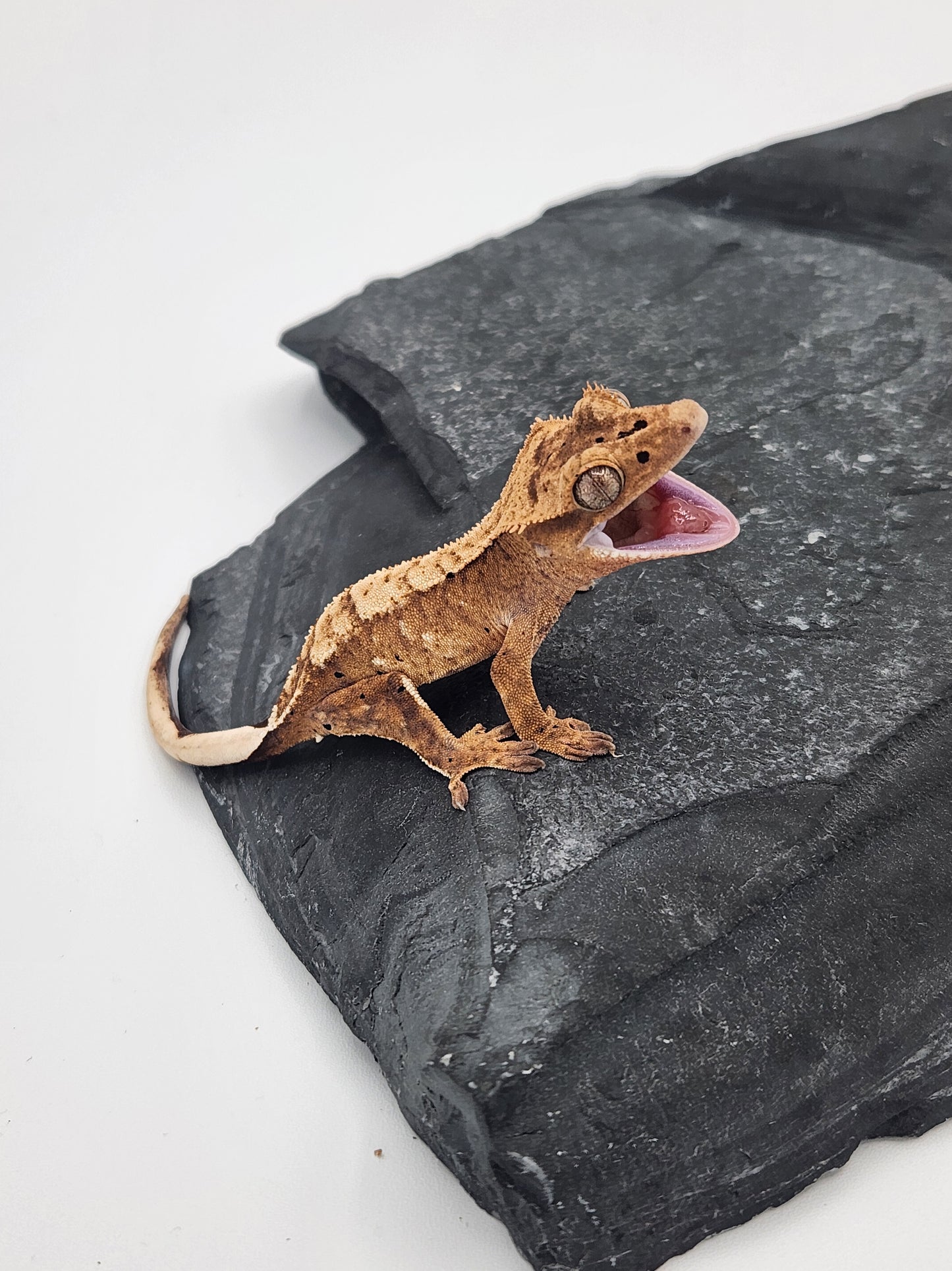 Crested Gecko - Male DOB 12-03-24 (Mark Pink x Origin)